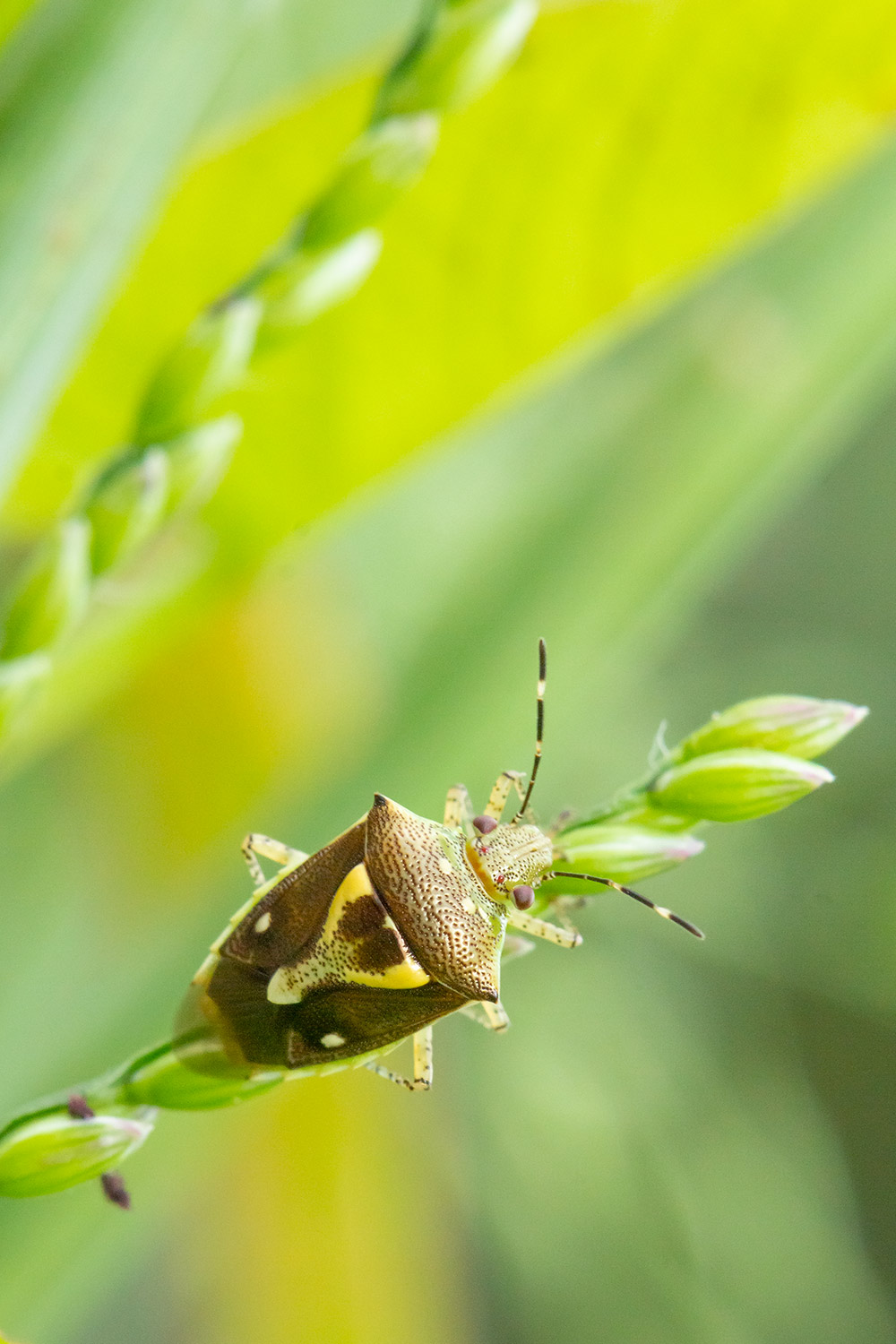 Ypsilon Stink Bug Barbados