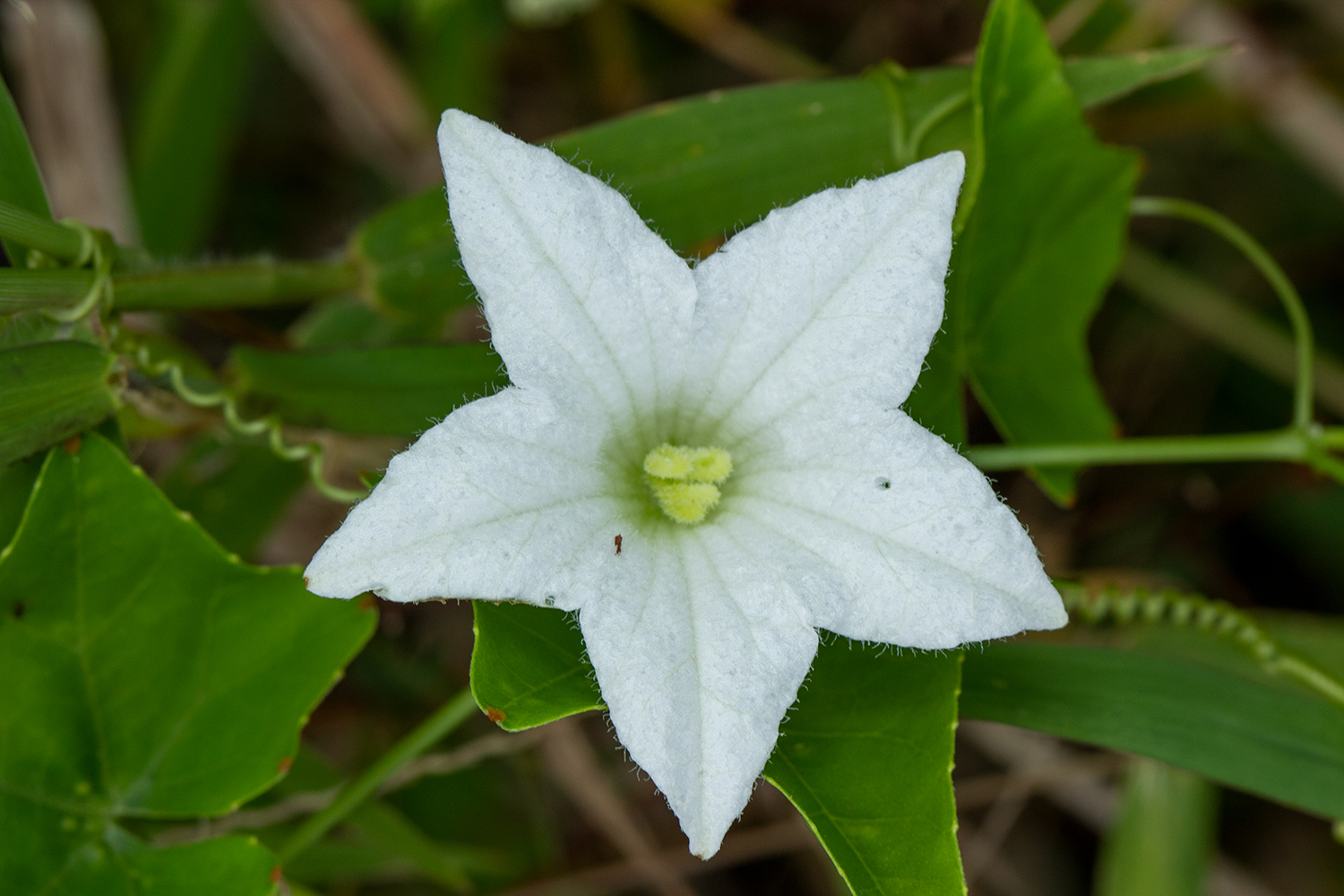 Ivy Gourd Barbados