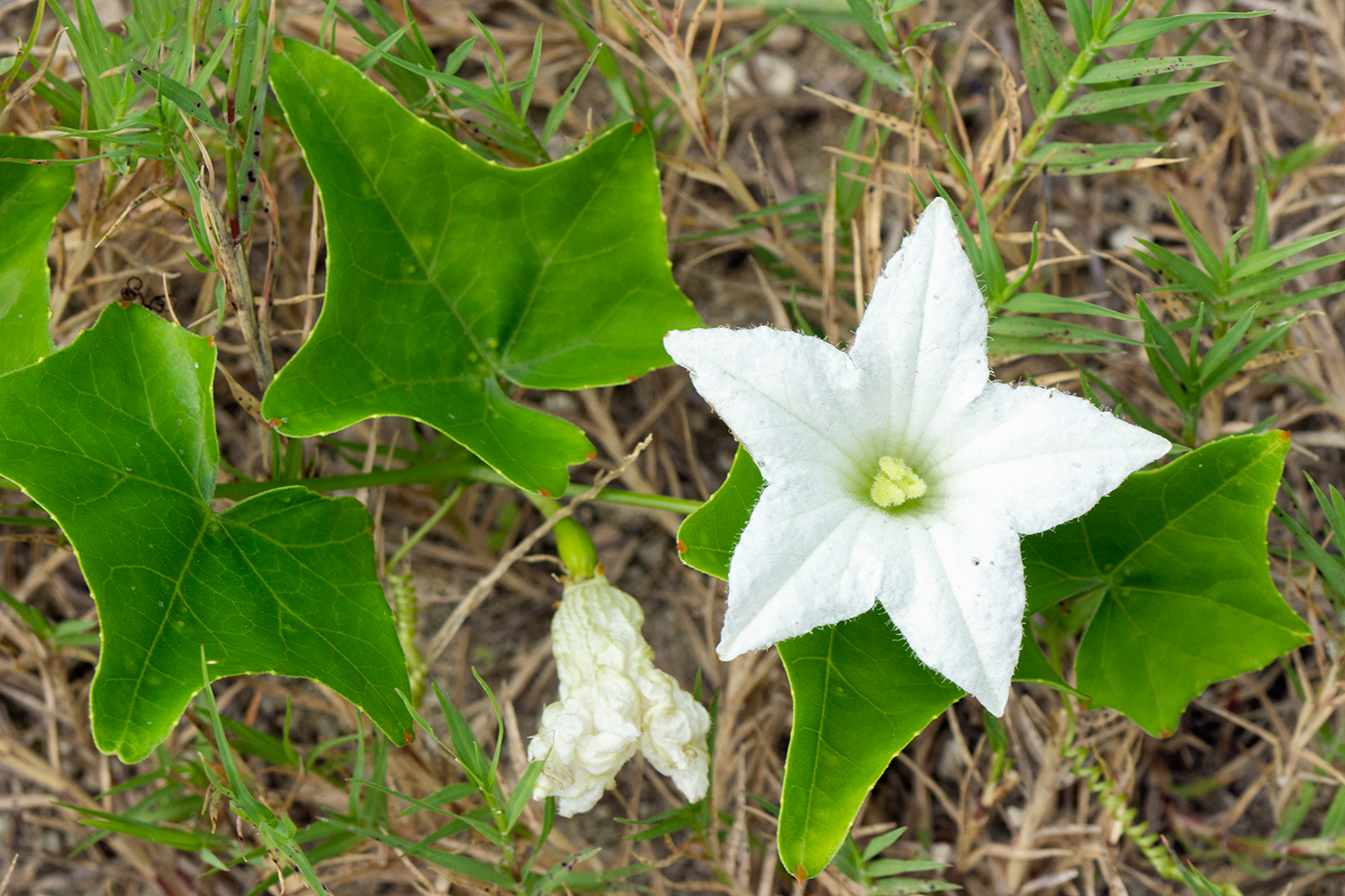 Ivy Gourd Barbados