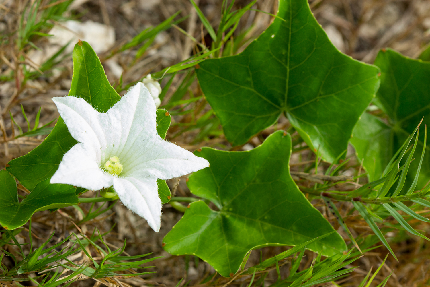 Ivy Gourd Barbados