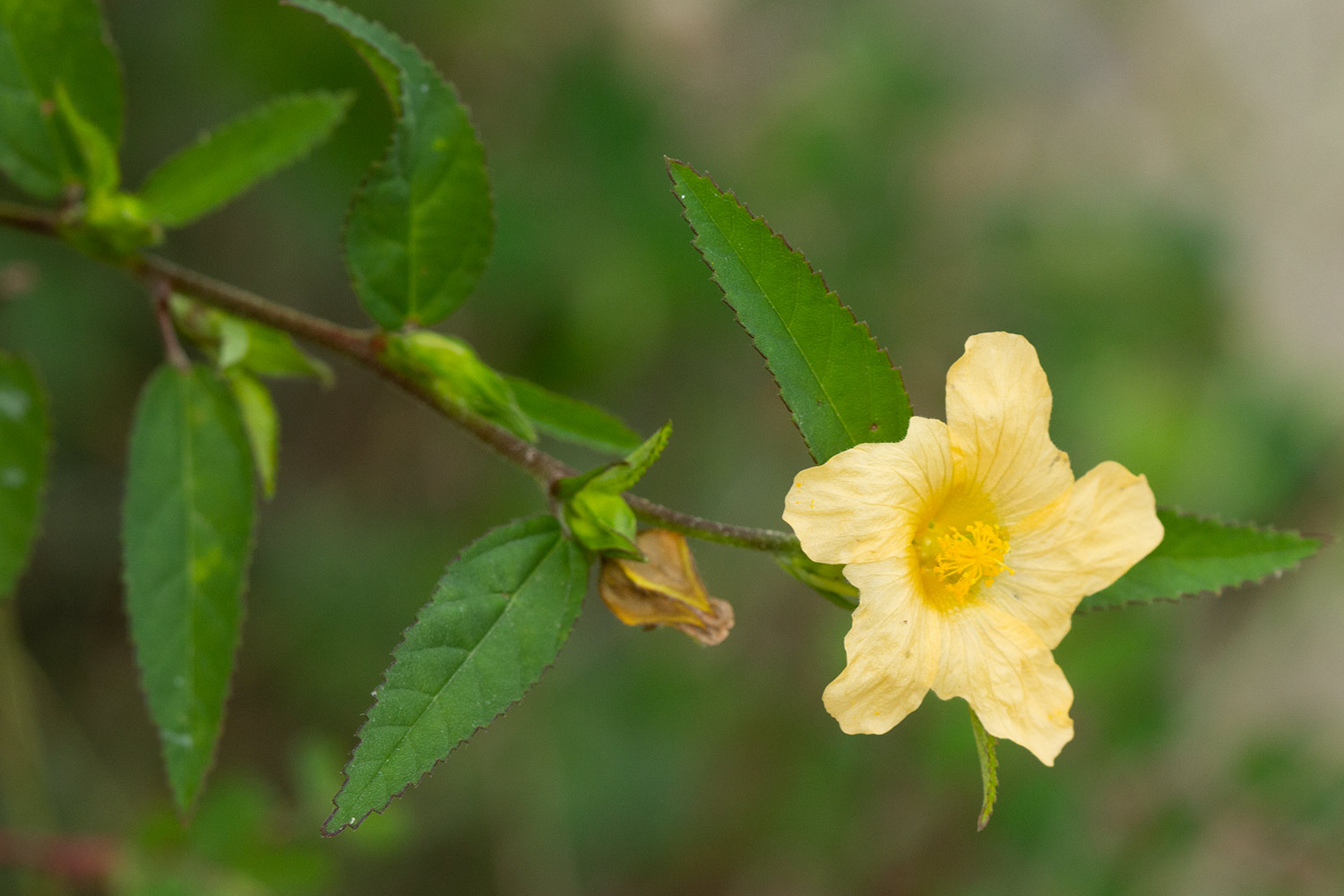 Common Wireweed Barbados