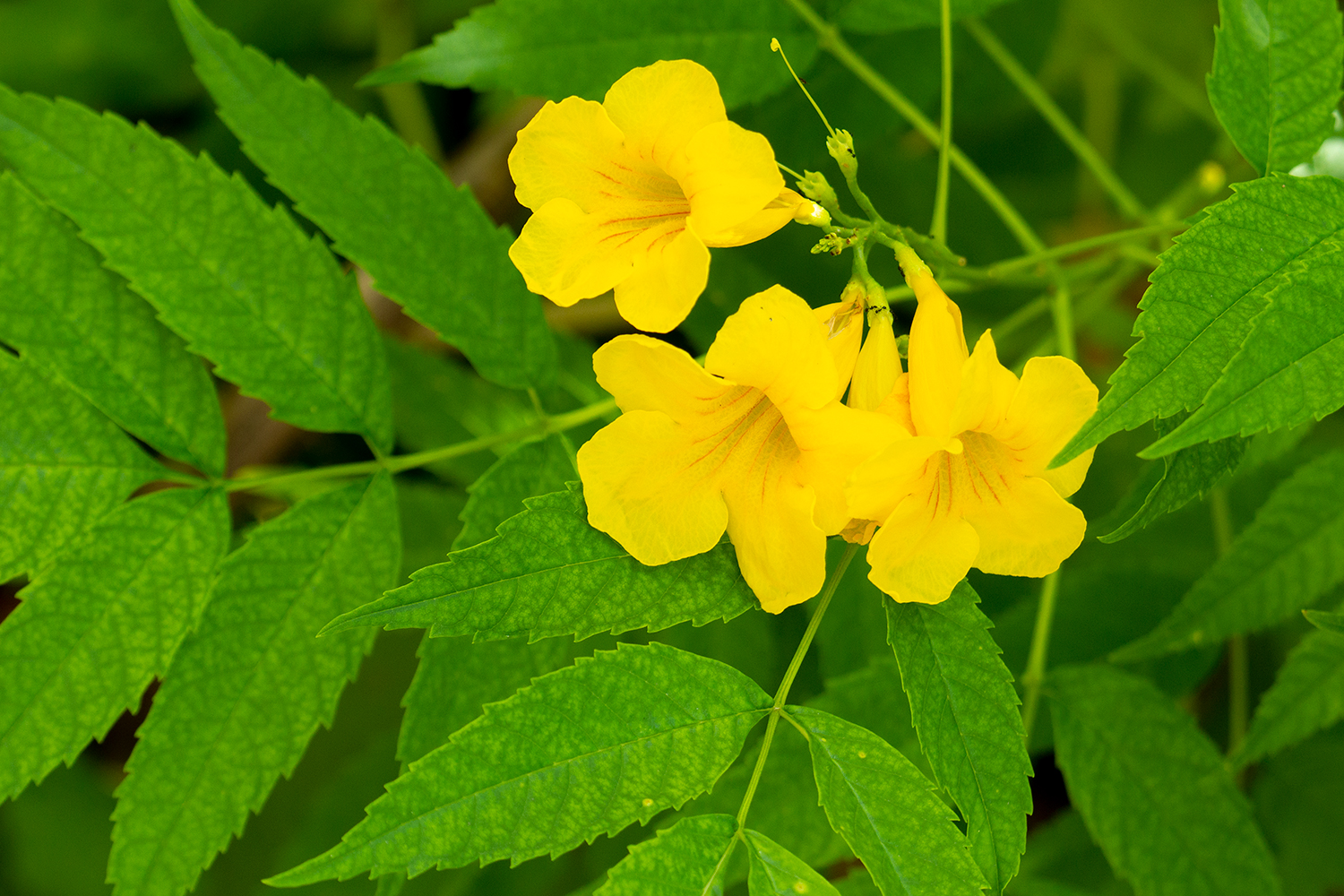 Yellow Bells Barbados