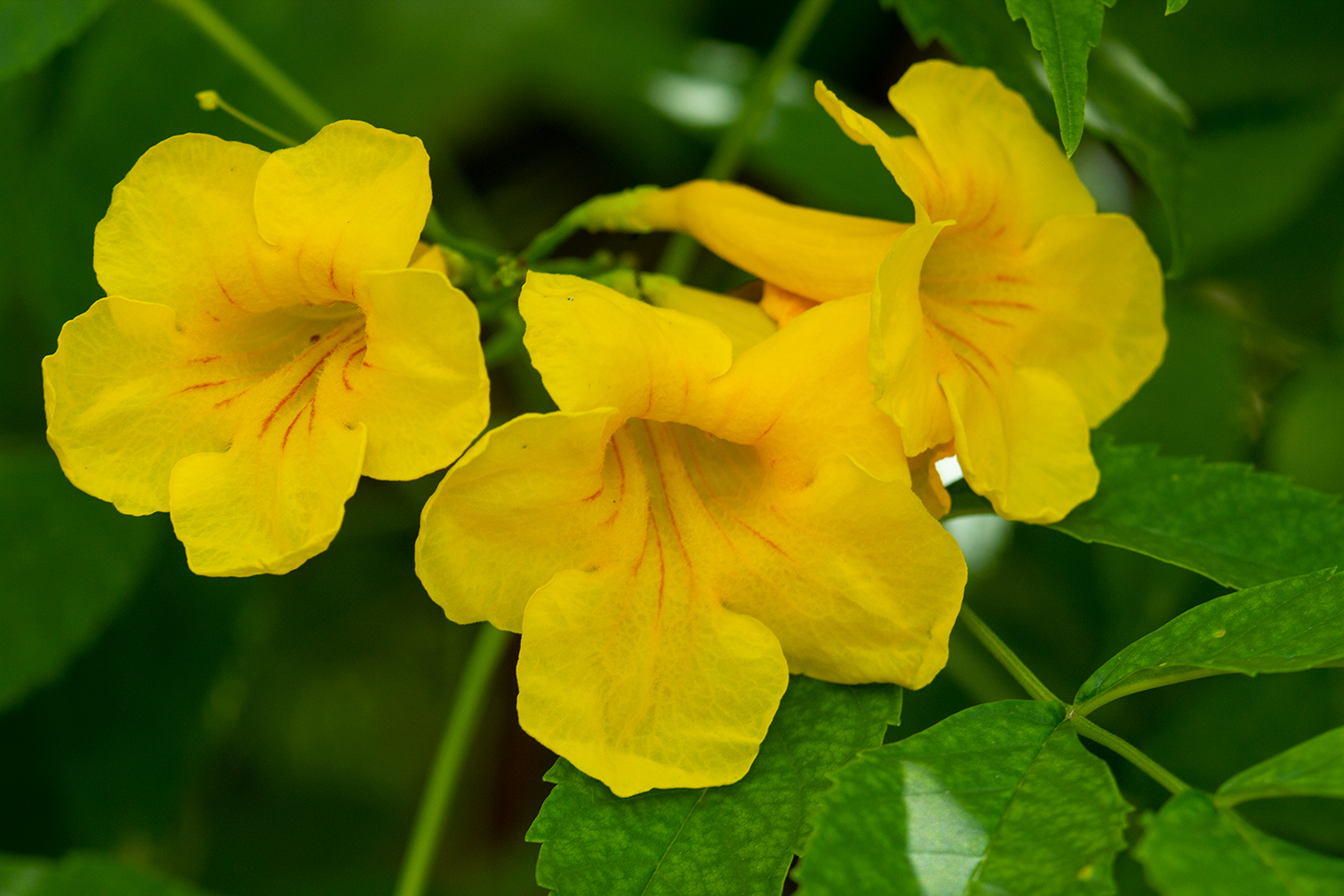 Yellow Bells Barbados