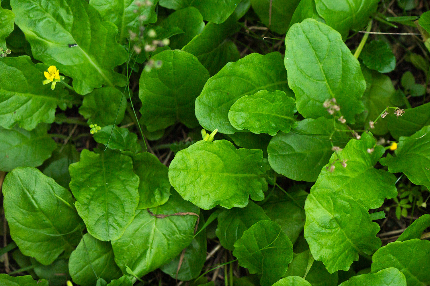 False Hawksbeard Barbados