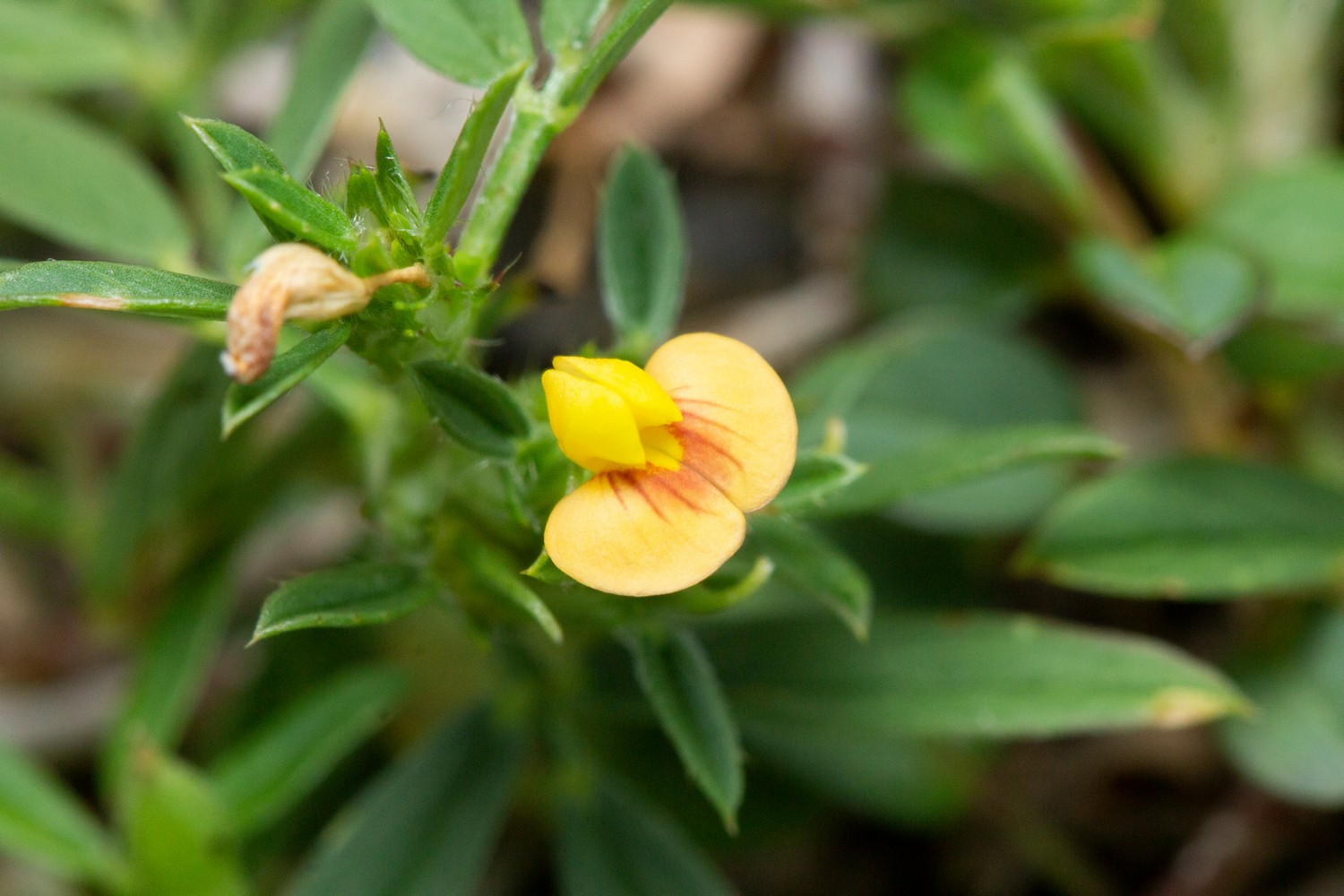 Pencil Flower Barbados