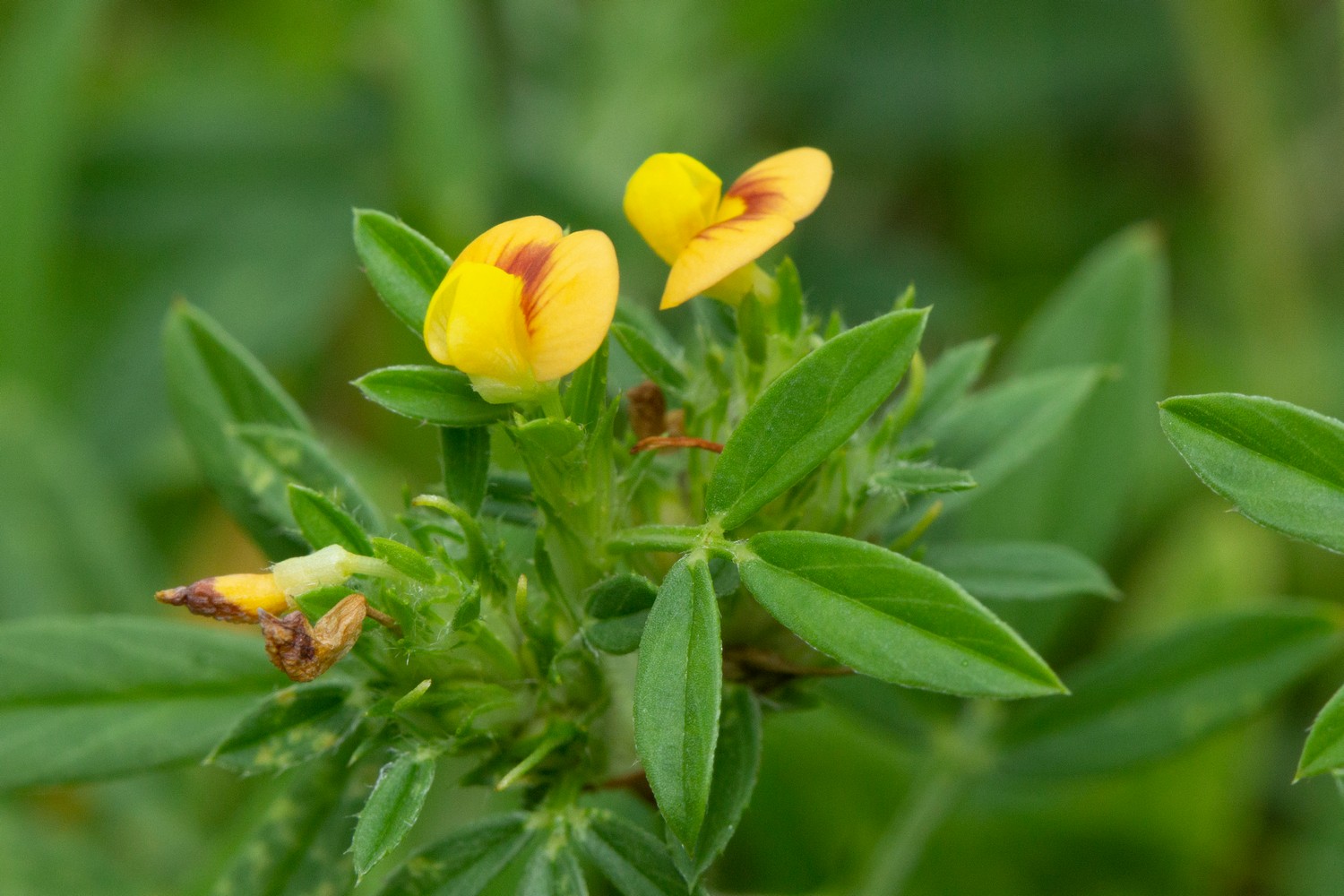 Pencil Flower Barbados