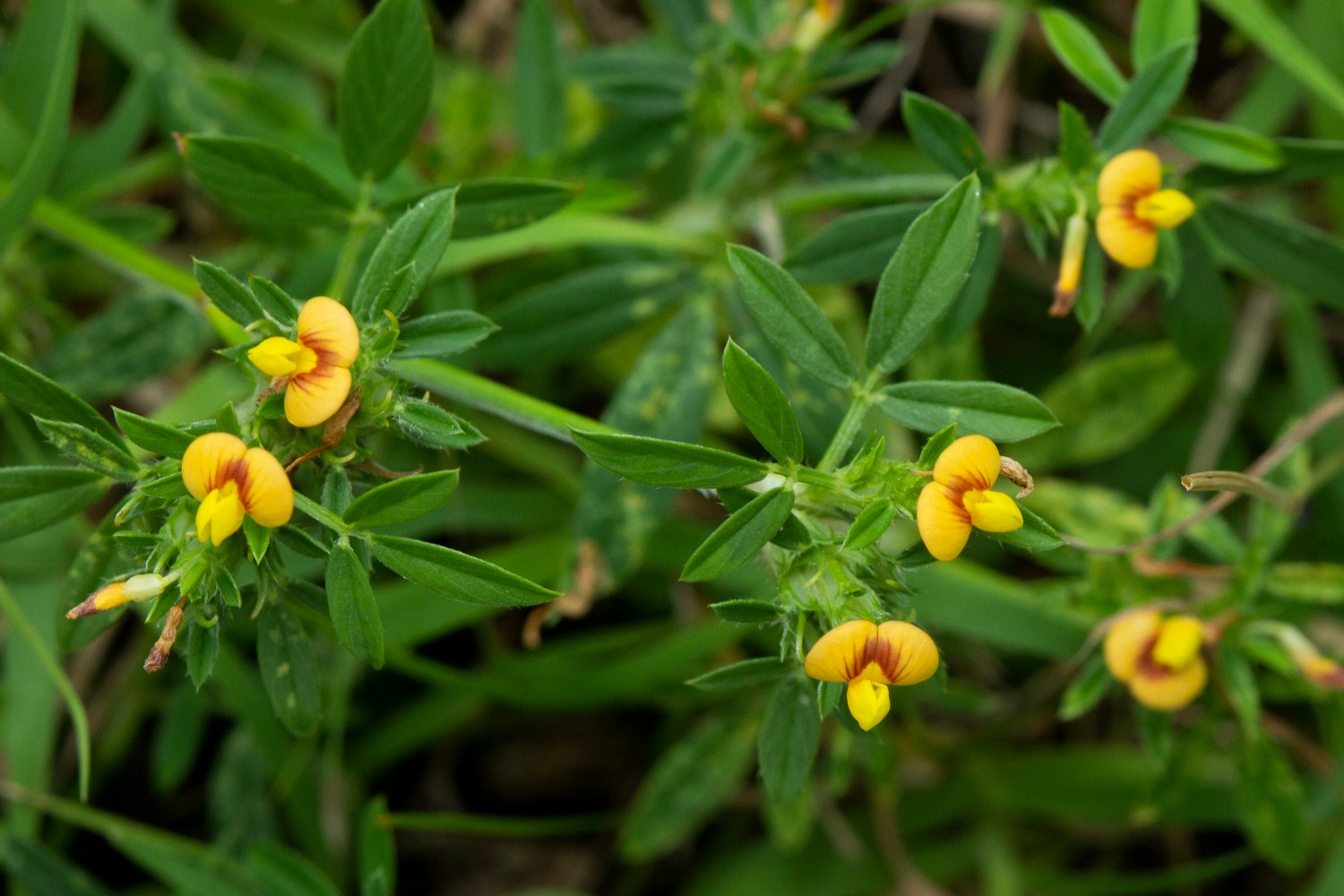 Pencil Flower Barbados