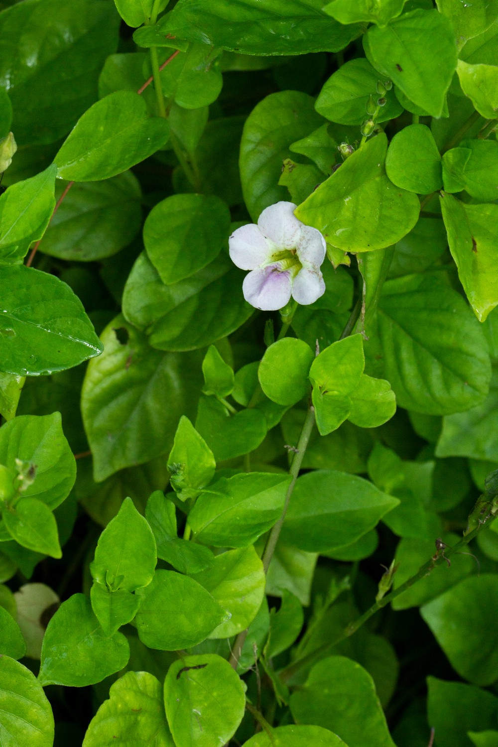 Chinese Violet Barbados