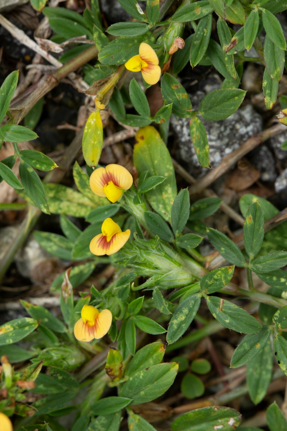 Pencil Flower Barbados