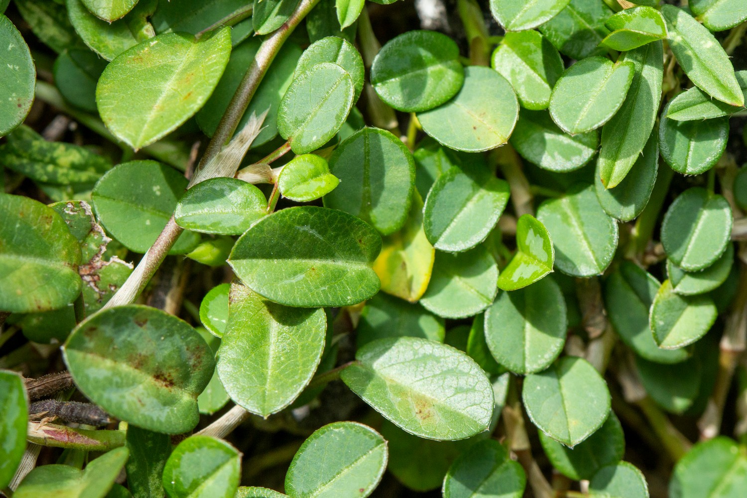 Alyce Clover Barbados