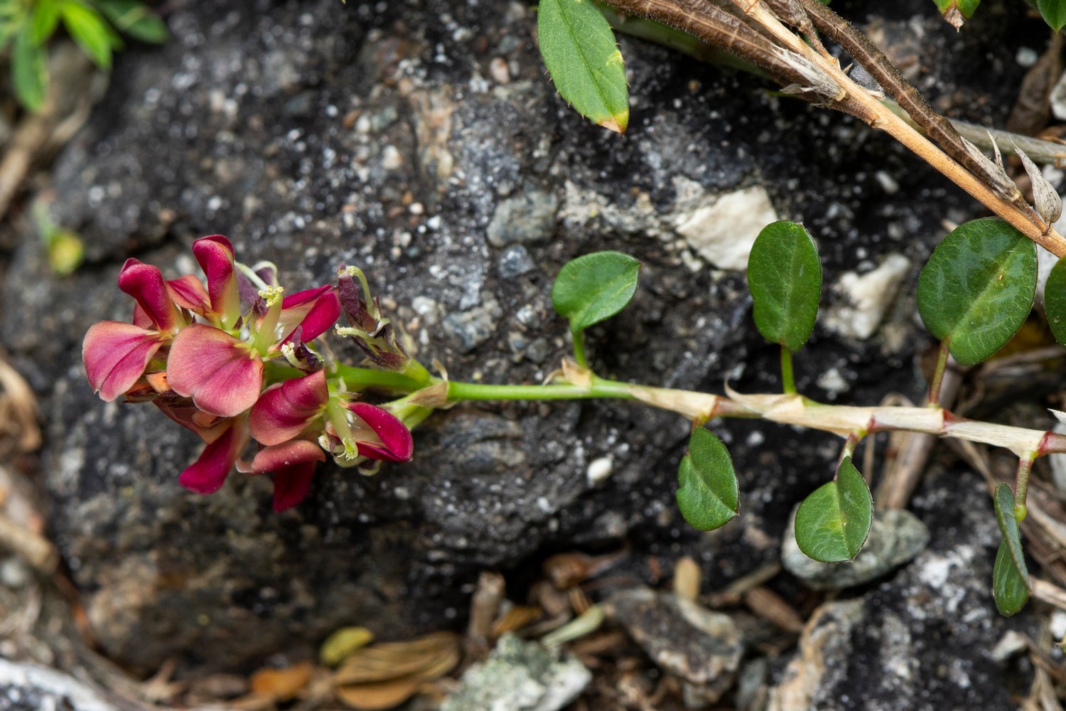 Alyce Clover Barbados
