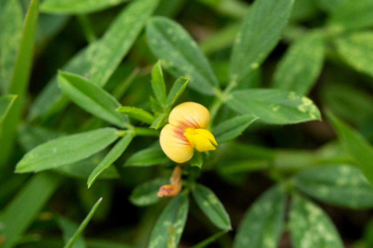 Pencil Flower Barbados