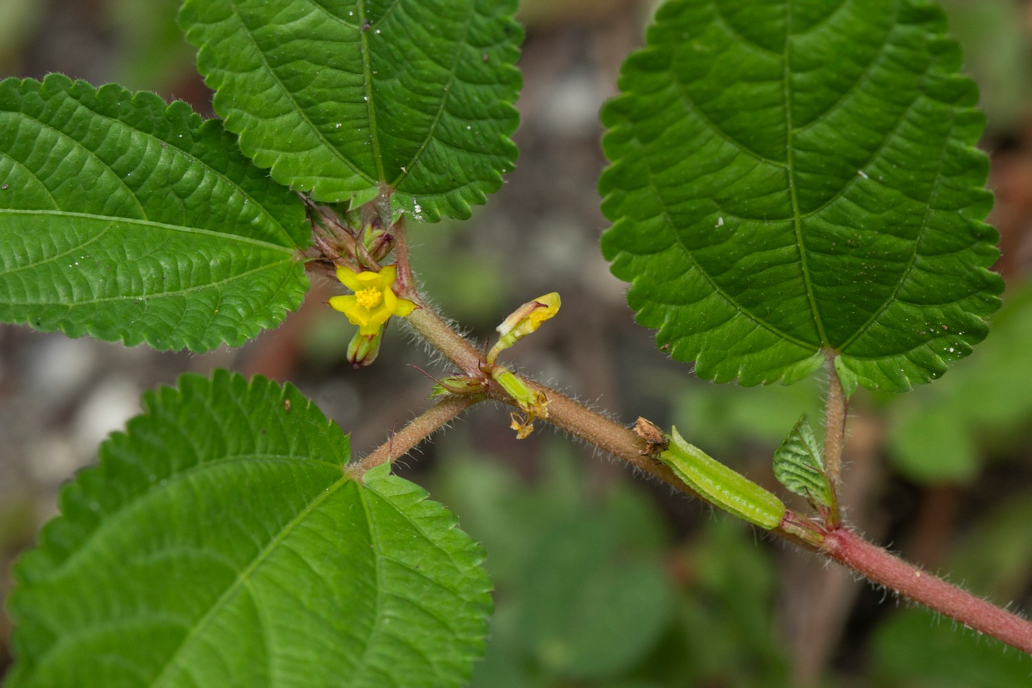Jute / East Indian Mallow Barbados