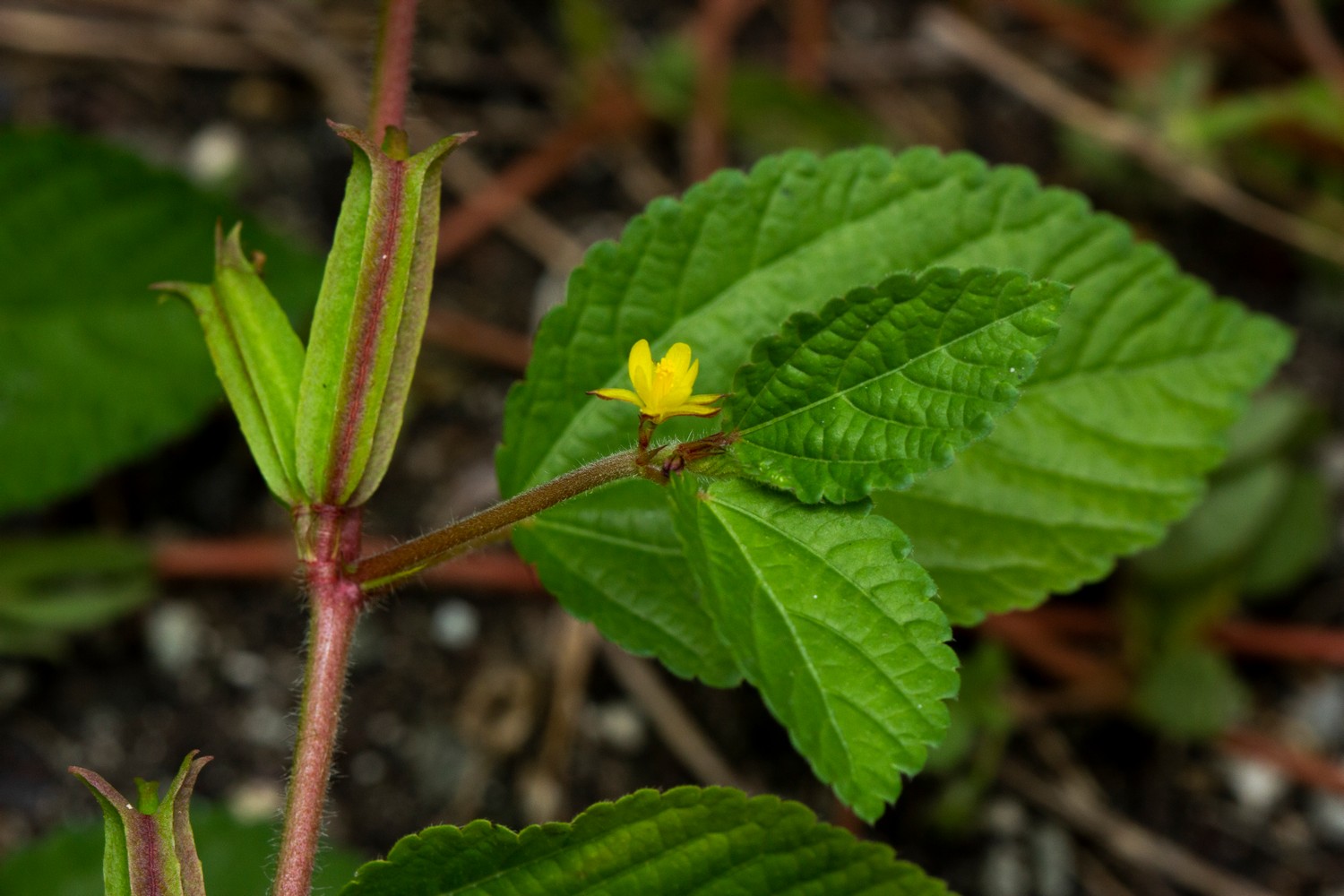 Jute / East Indian Mallow Barbados