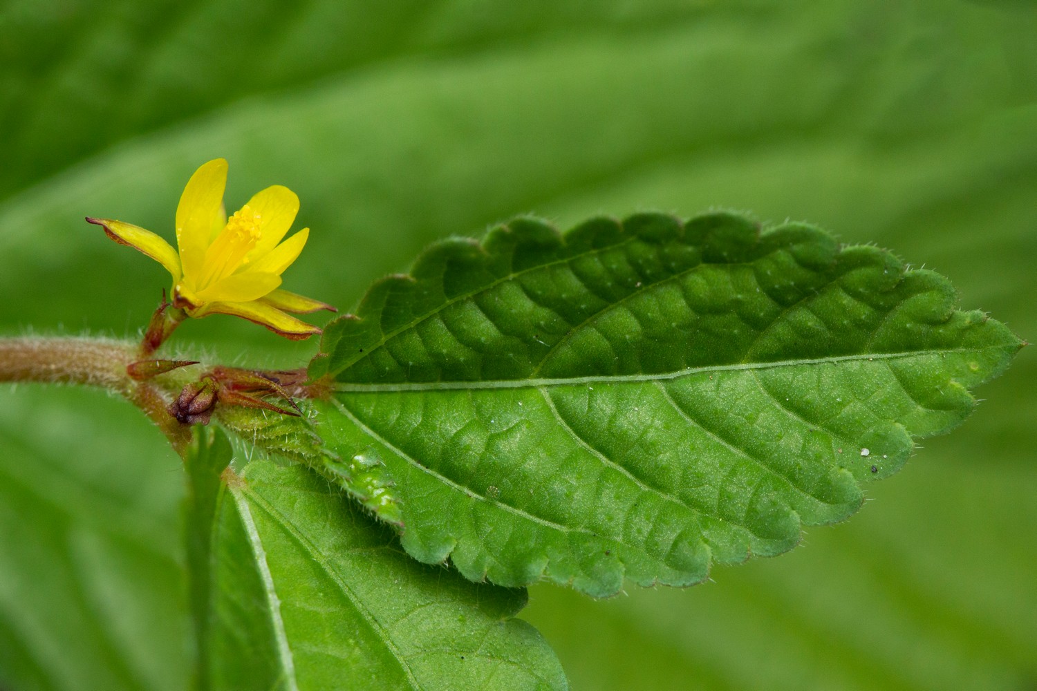 Jute / East Indian Mallow Barbados