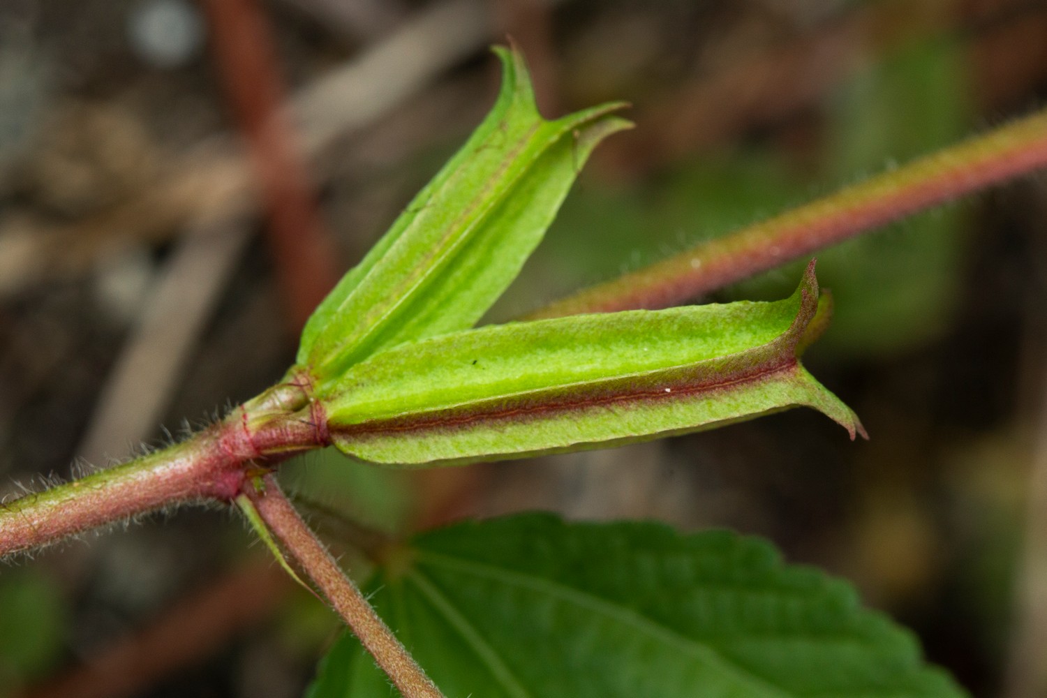 Jute / East Indian Mallow Barbados