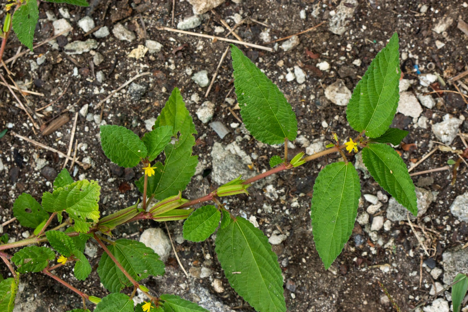 Jute / East Indian Mallow Barbados