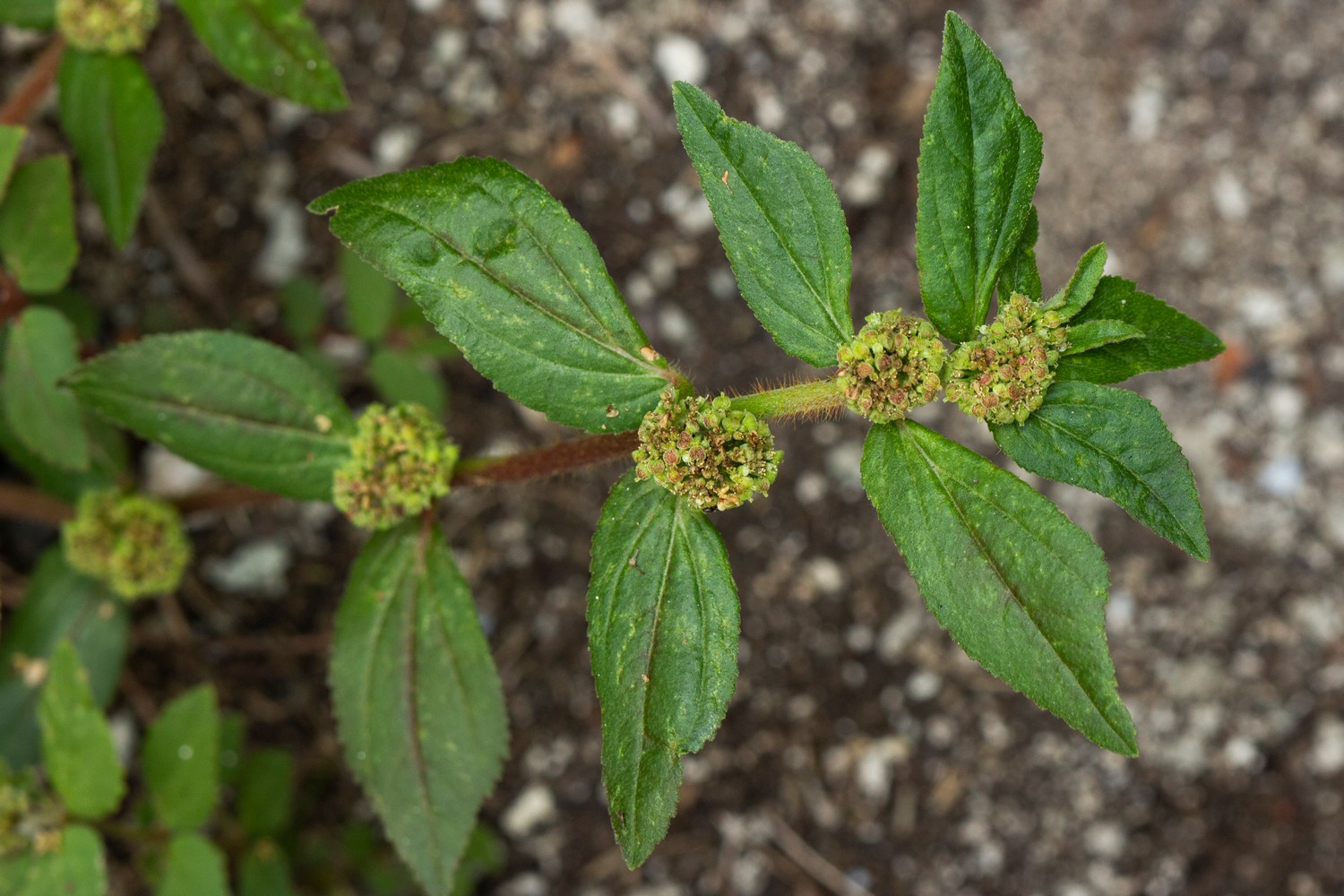 Asthma Plant Barbados