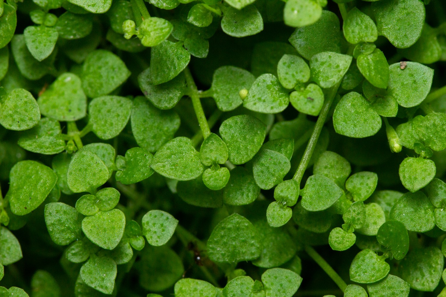 Creeping Bluet Barbados