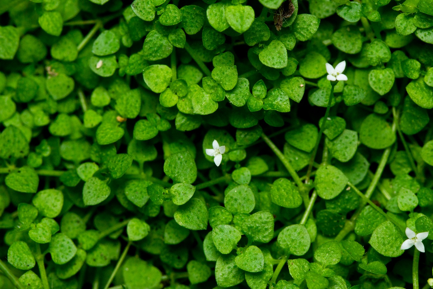 Creeping Bluet Barbados