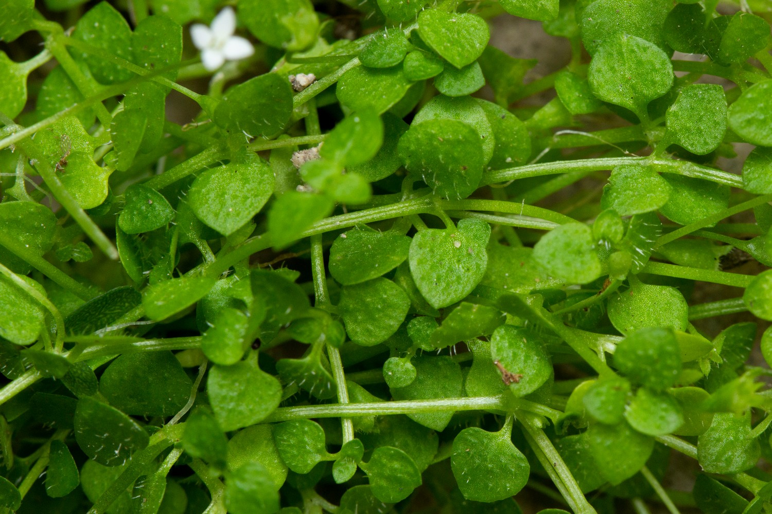 Creeping Bluet Barbados