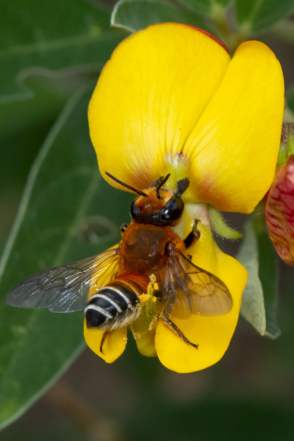 Woolly Wall Bee Barbados