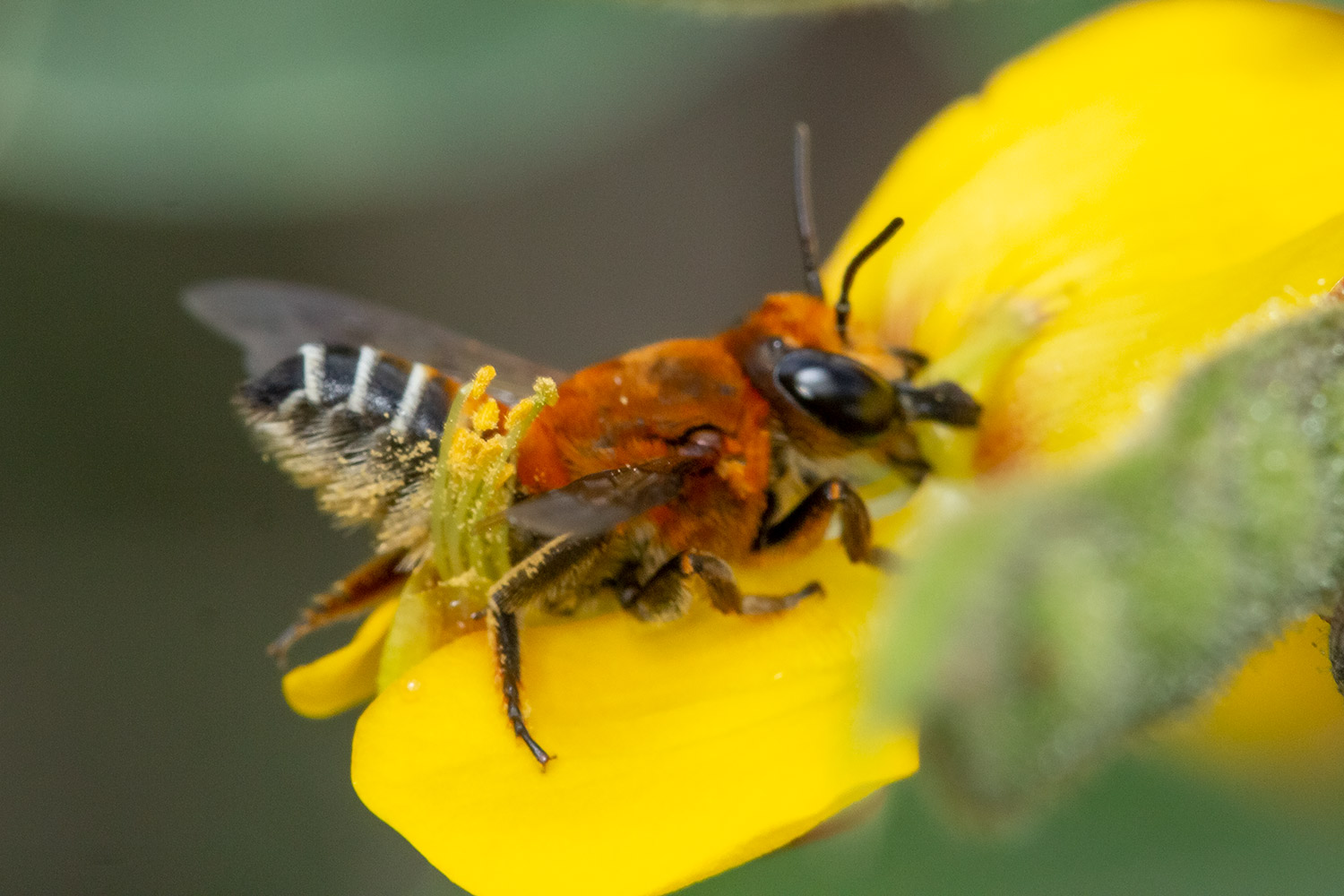 Woolly Wall Bee Barbados
