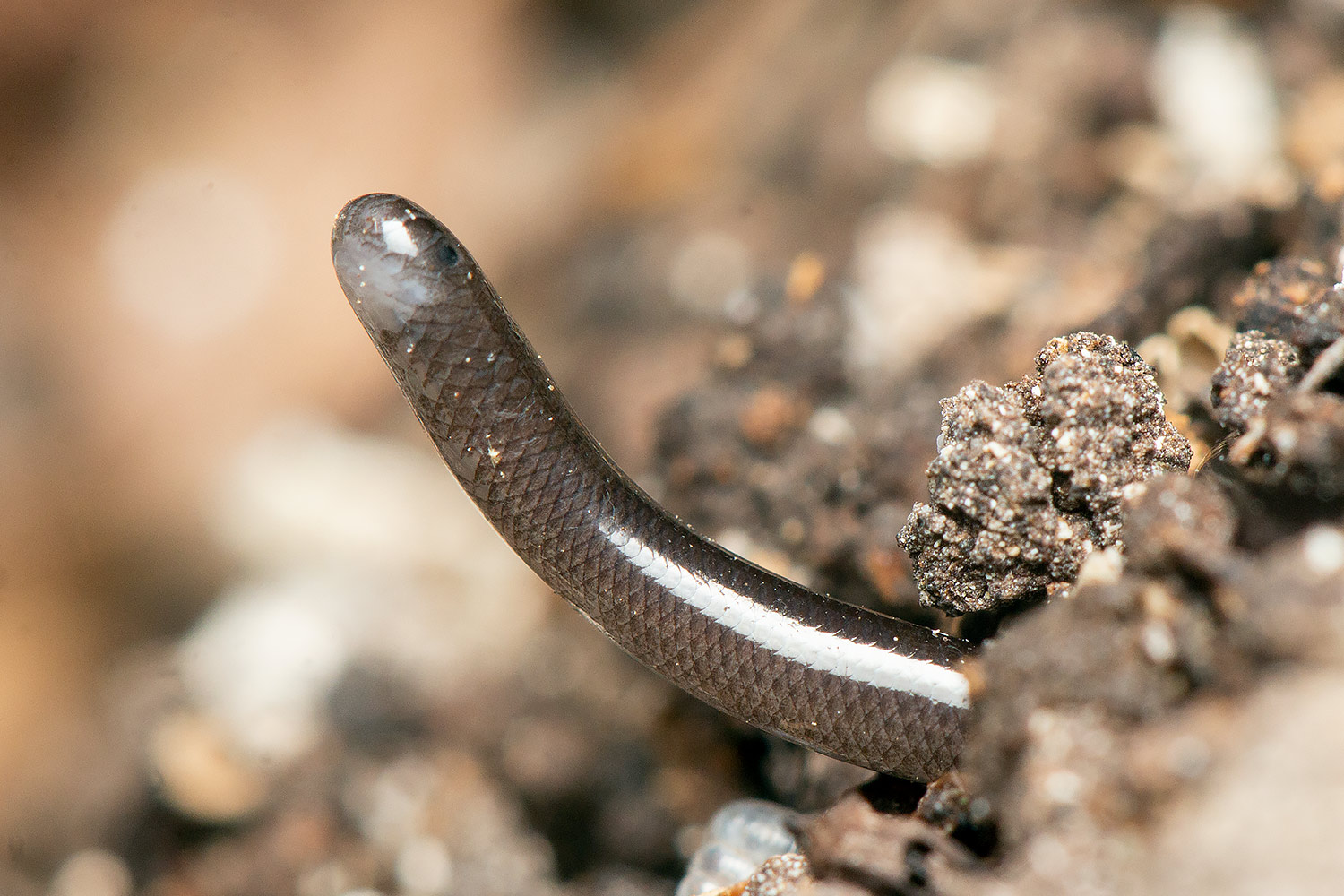 Brahminy Blind Snake - Flowerpot Snake Barbados