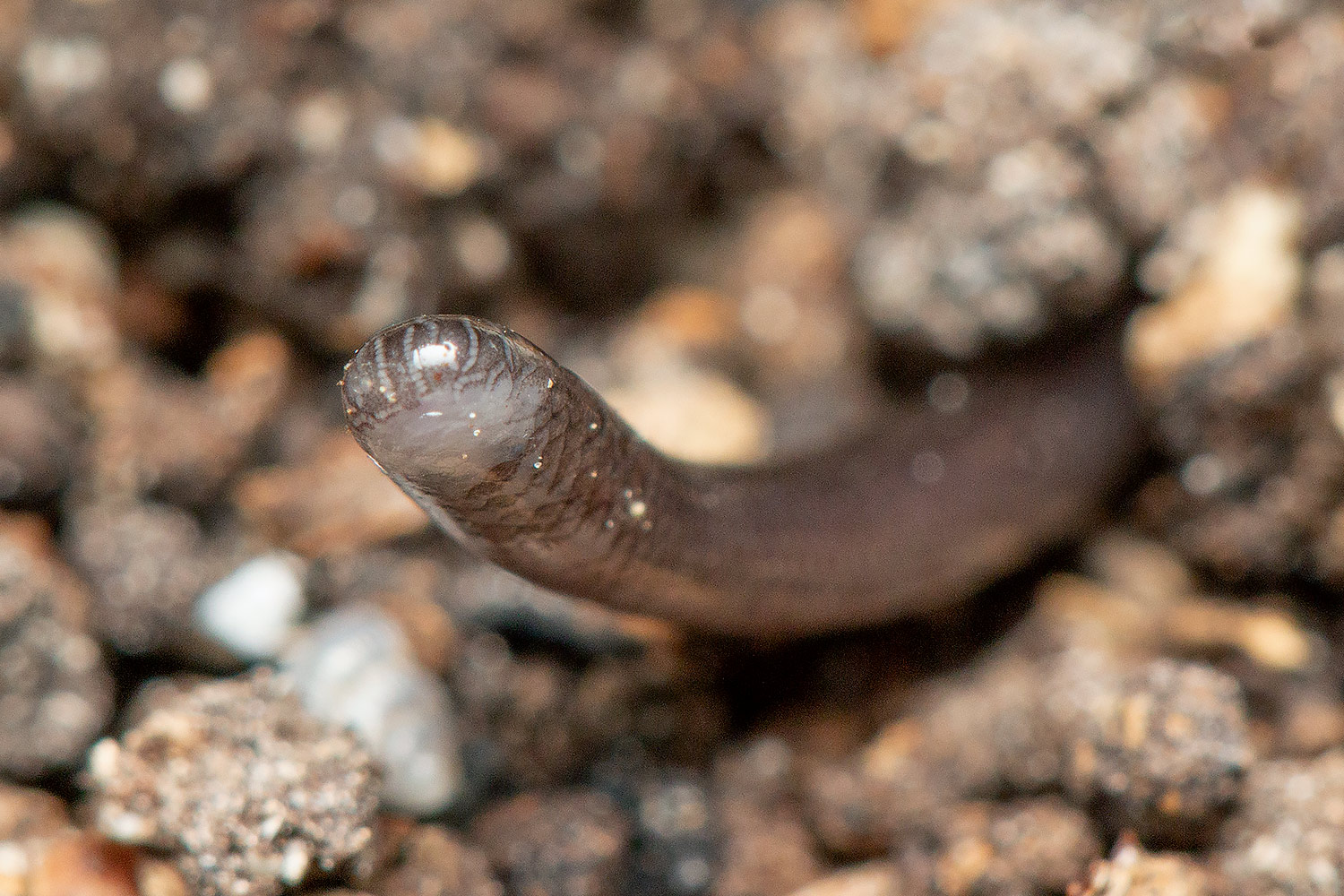 Brahminy Blind Snake - Flowerpot Snake Barbados
