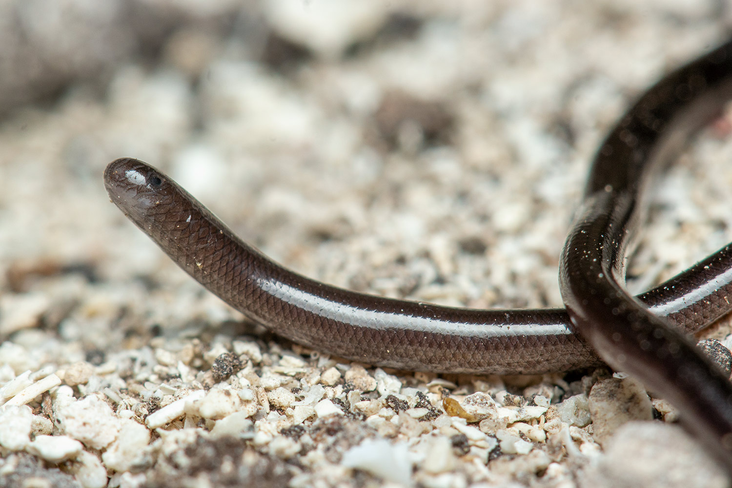 Brahminy Blind Snake - Flowerpot Snake Barbados