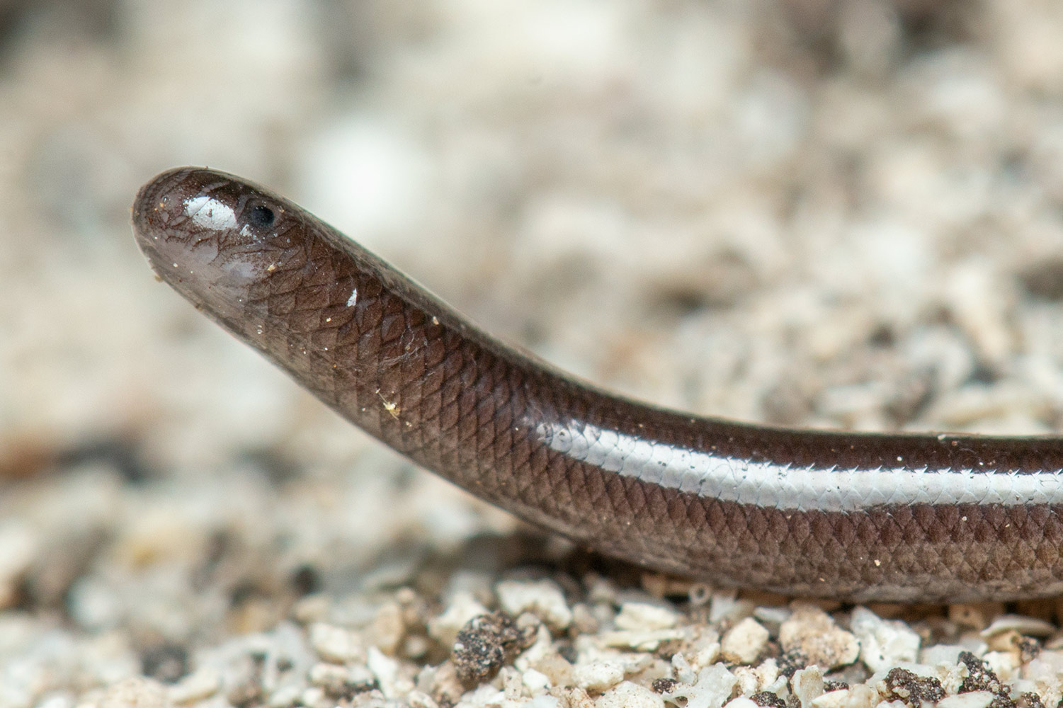 Brahminy Blind Snake - Flowerpot Snake Barbados