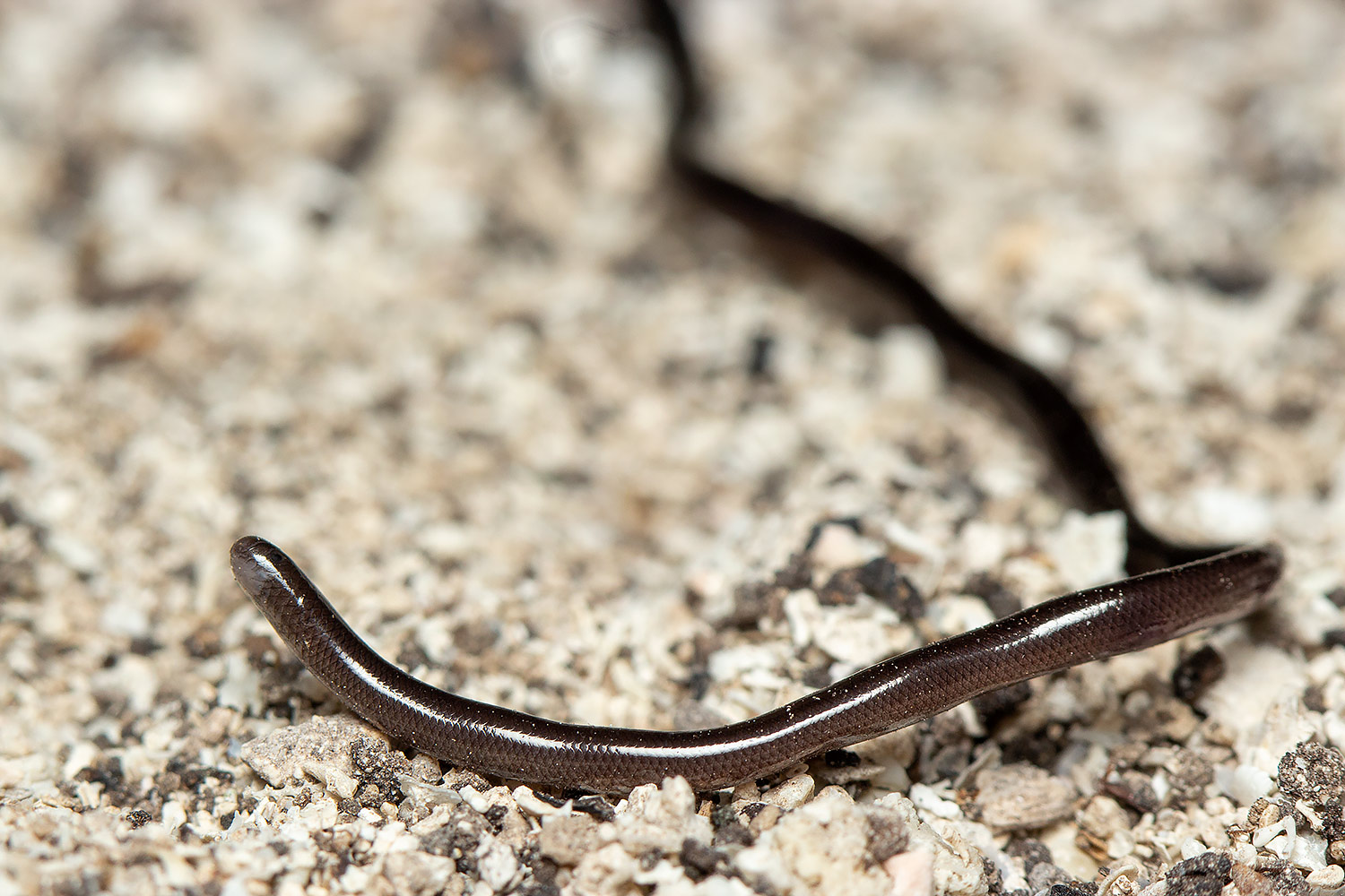 Brahminy Blind Snake - Flowerpot Snake Barbados