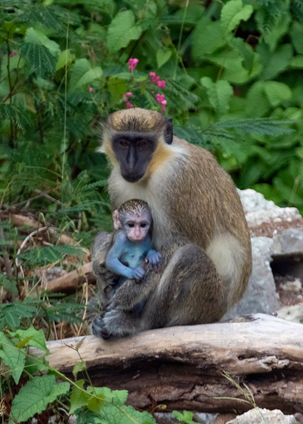 Barbados Green Monkey Barbados