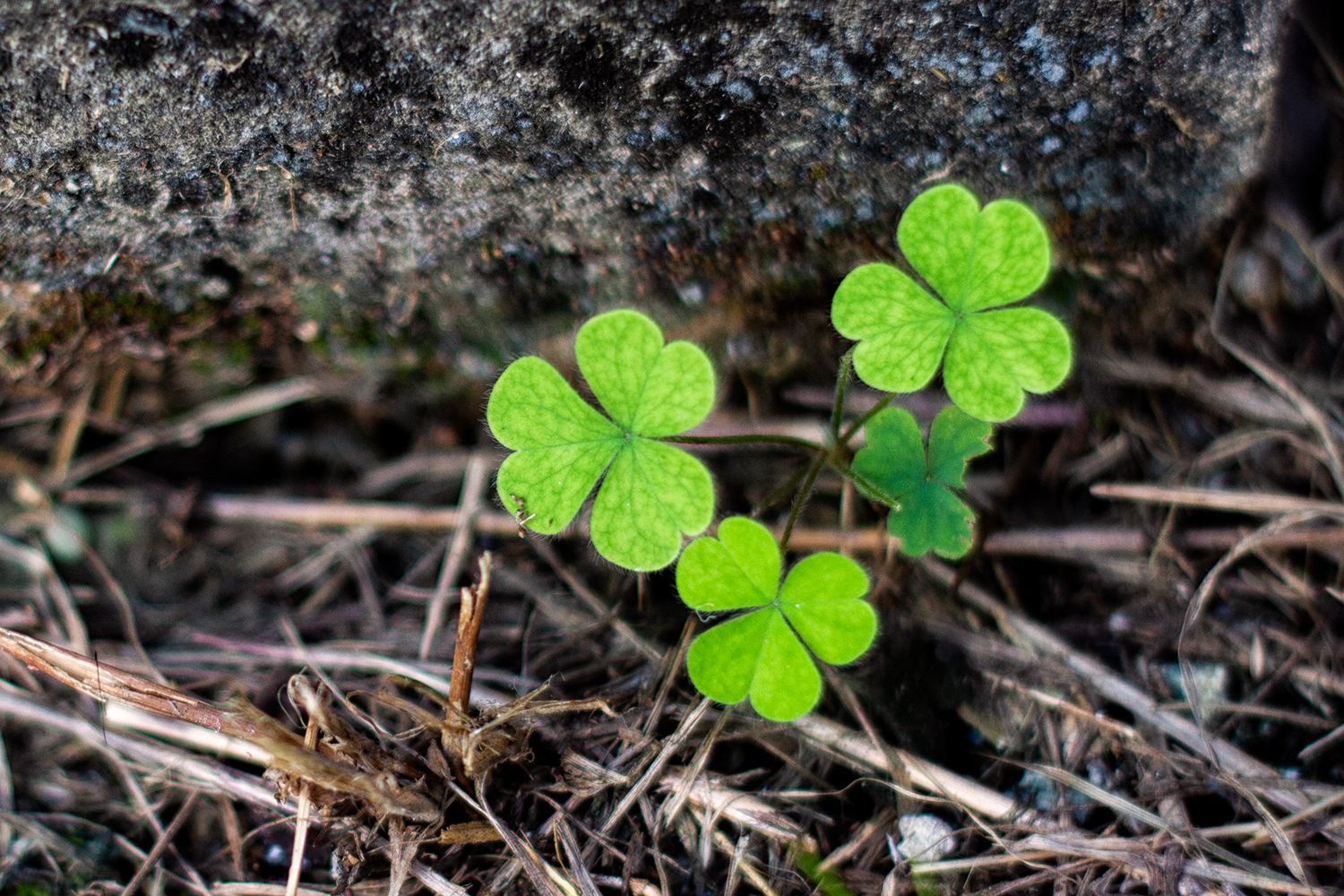 Creeping Woodsorrel Barbados
