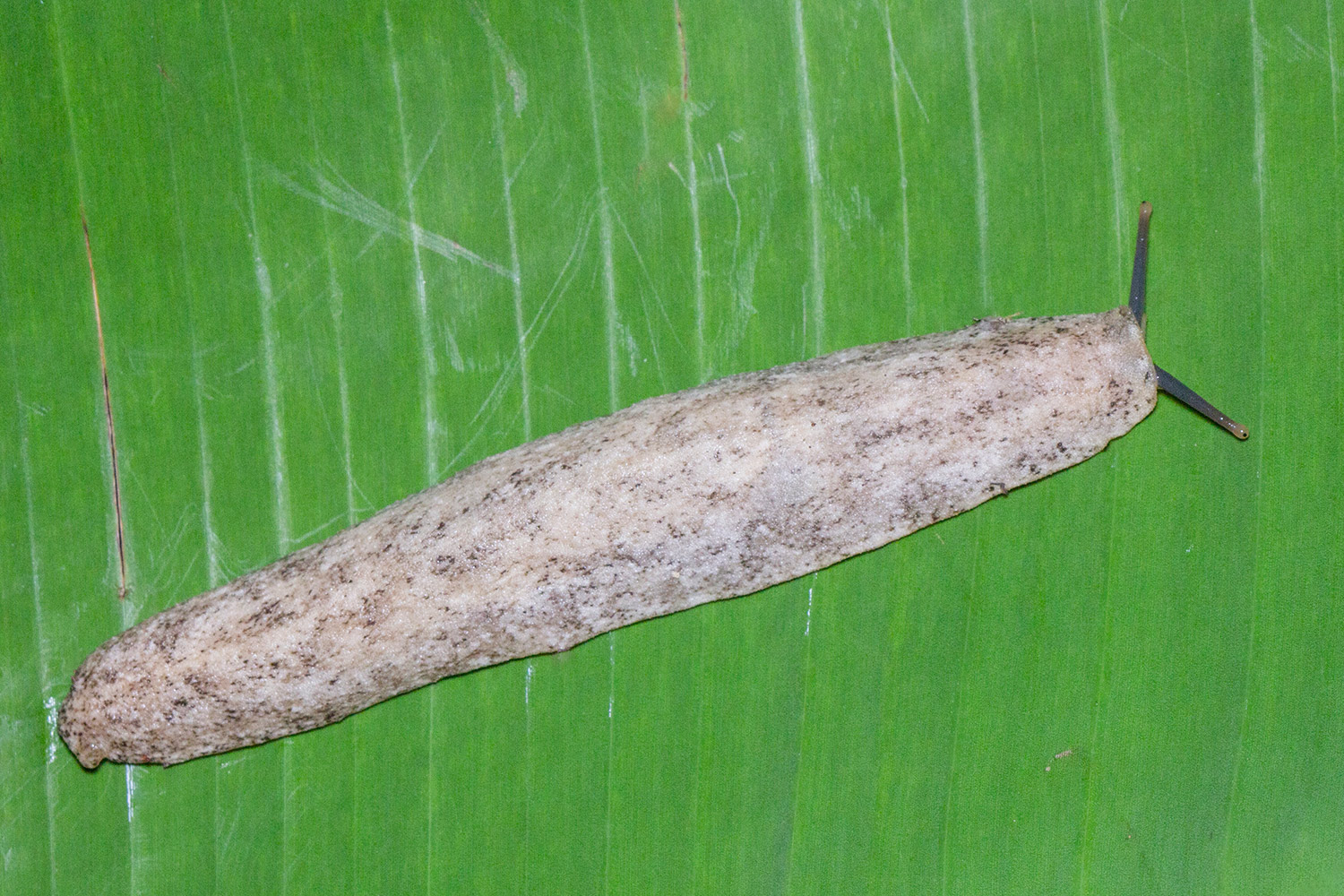 Pancake Slug Barbados