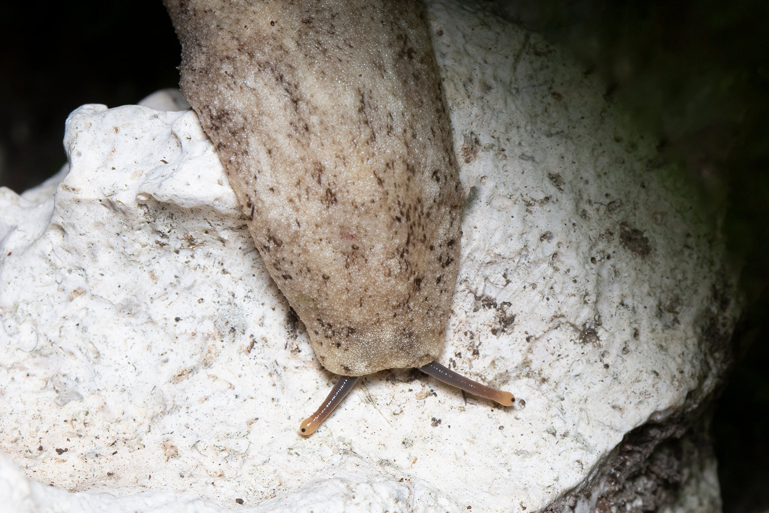Pancake Slug Barbados