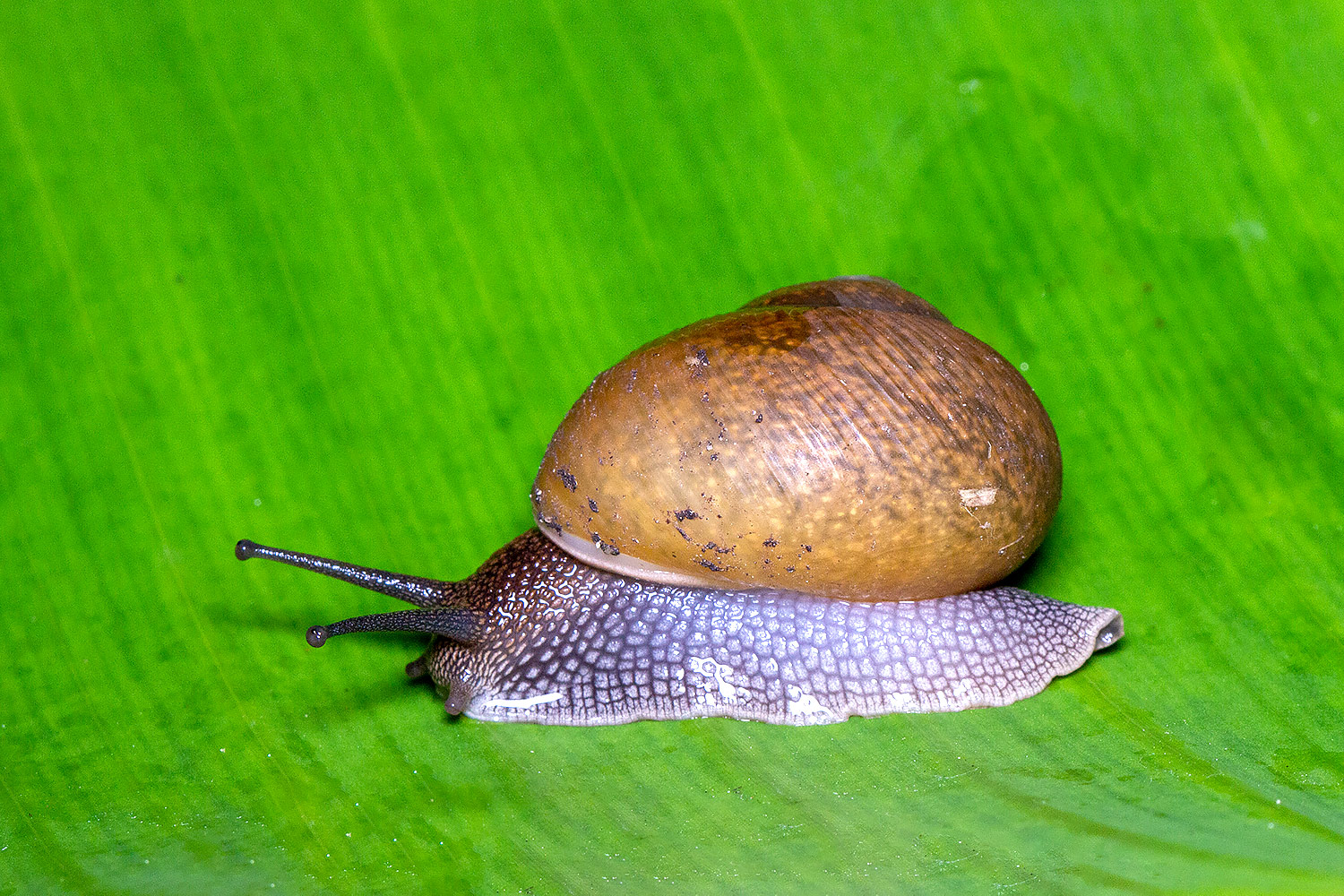 Cuban Brown Snail Barbados
