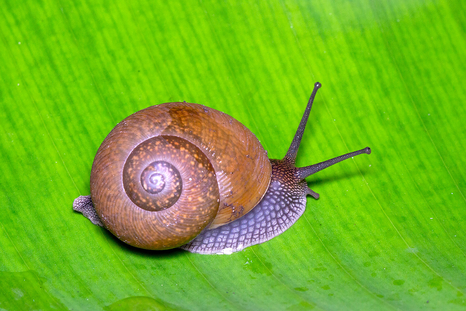 Cuban Brown Snail Barbados