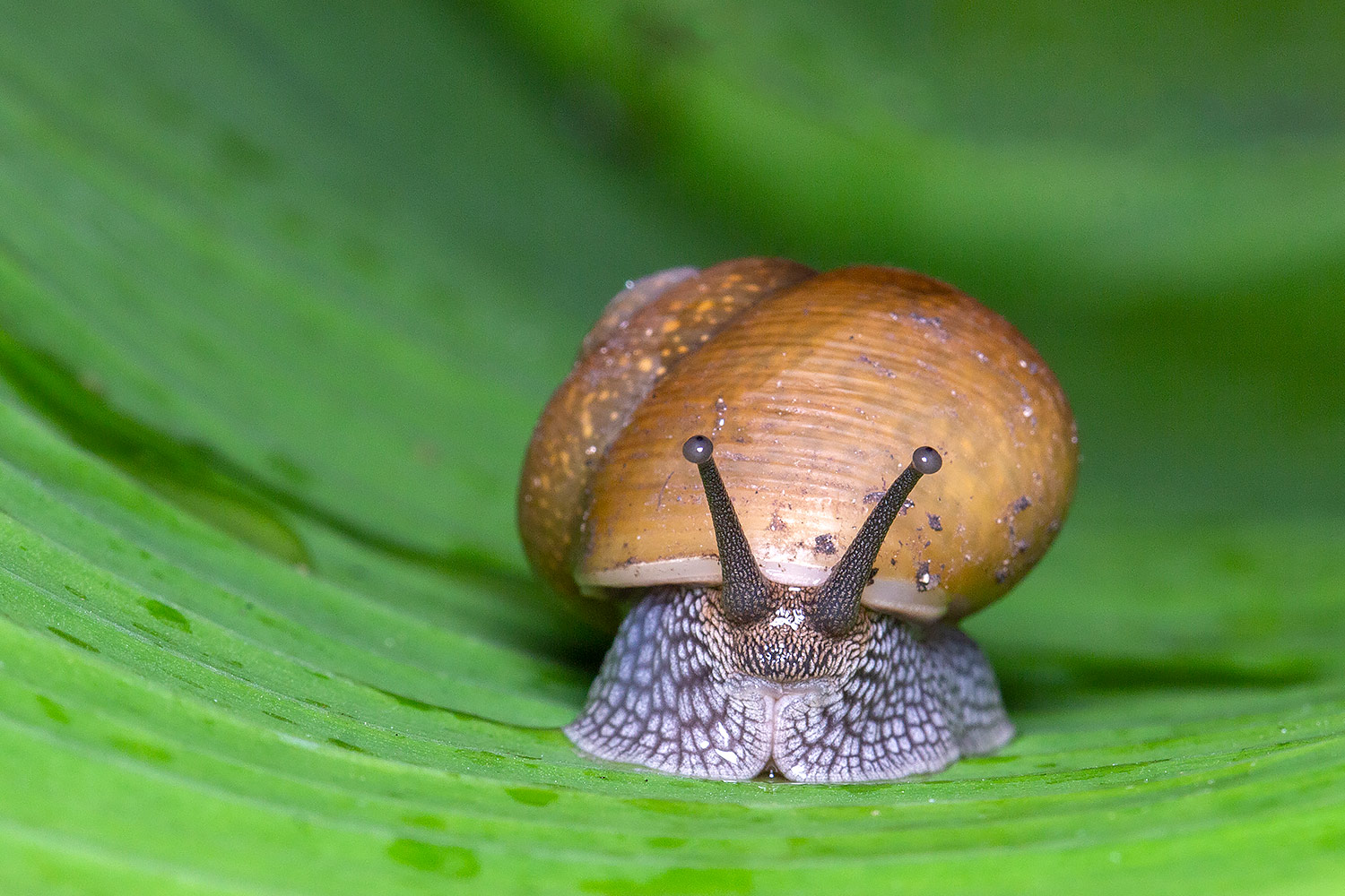 Cuban Brown Snail Barbados