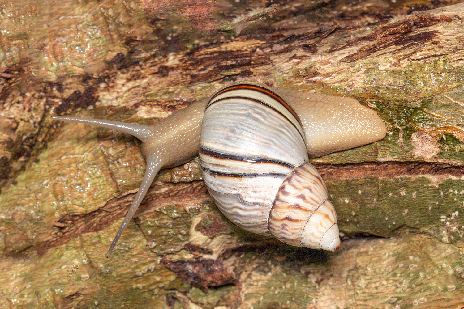 West Indian Tree Snail Barbados