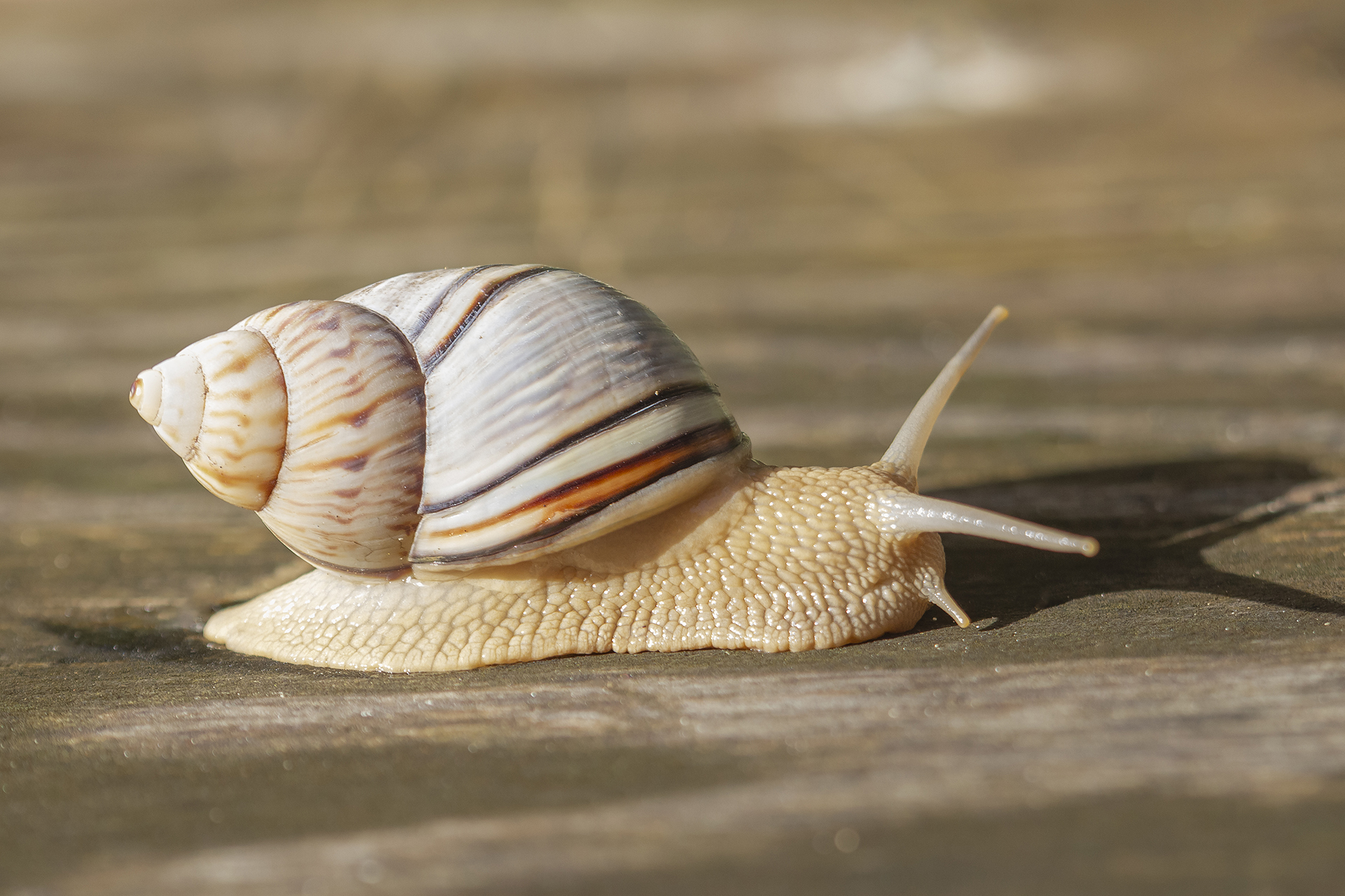 West Indian Tree Snail Barbados