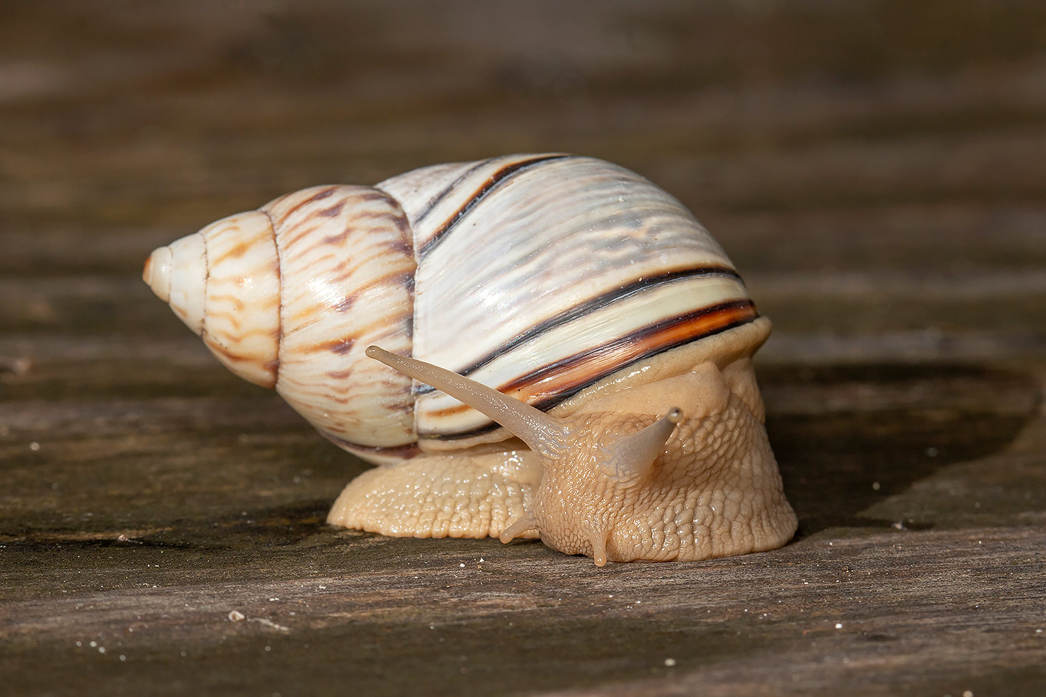 West Indian Tree Snail Barbados