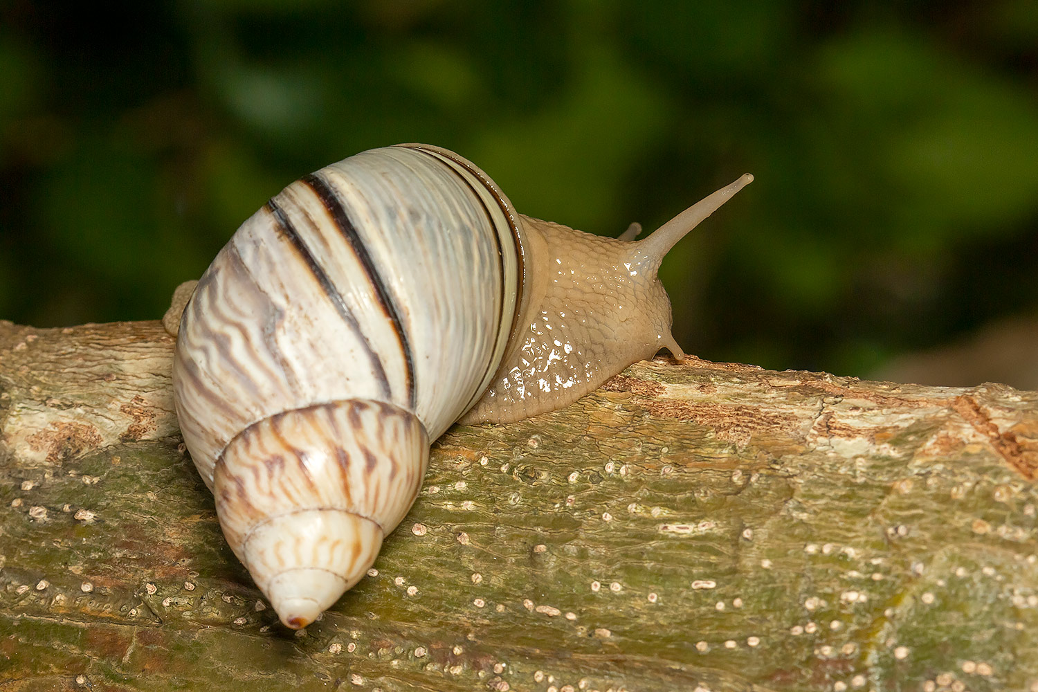 West Indian Tree Snail Barbados