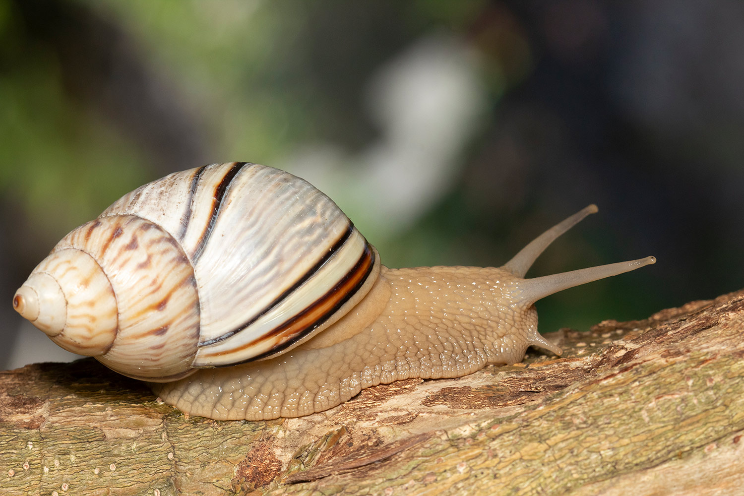 West Indian Tree Snail Barbados