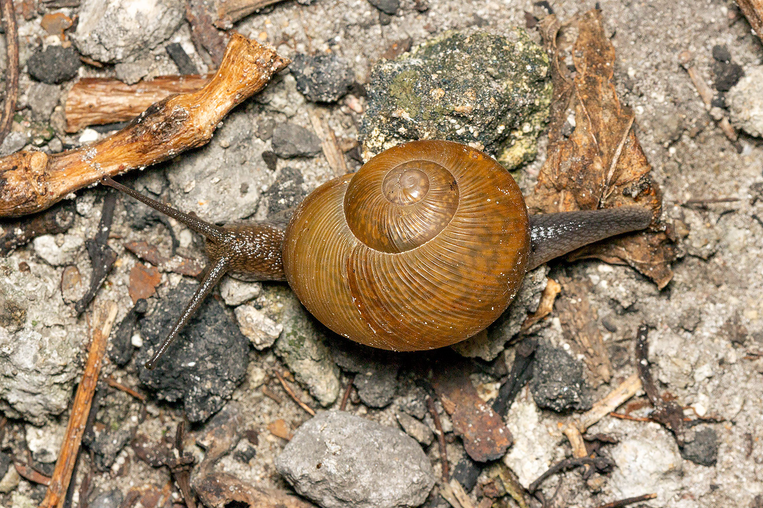 Cuban Brown Snail Barbados