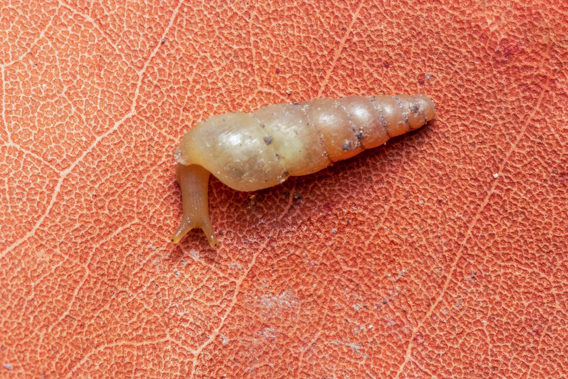 Awl Snails Barbados