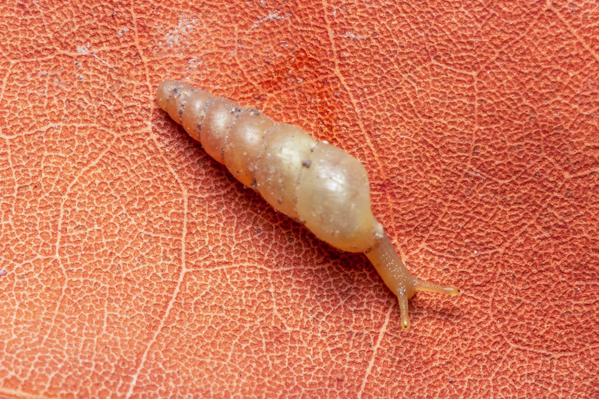 Awl Snails Barbados