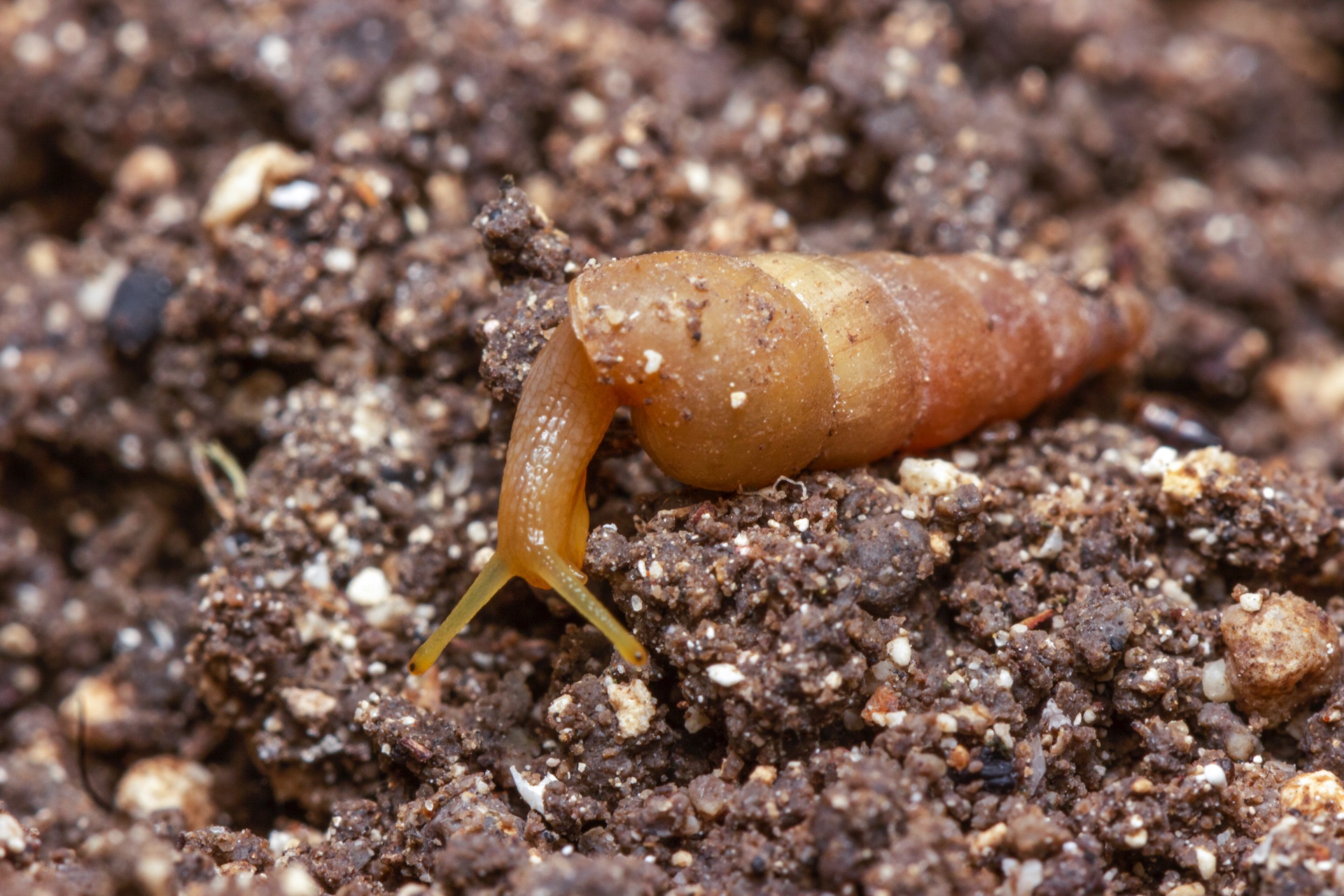 Awl Snails Barbados