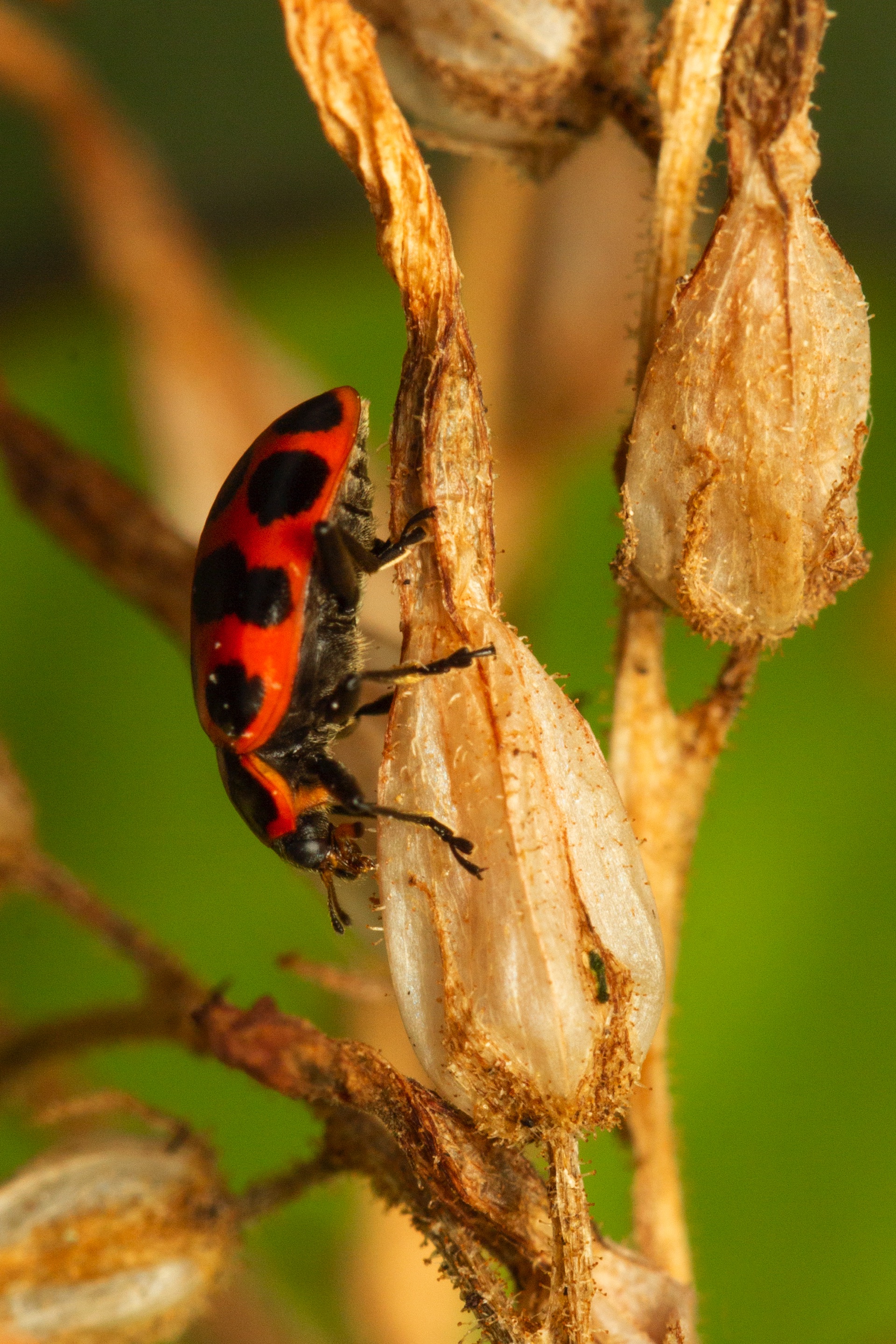 Twelve Spotted Ladybeetle Barbados
