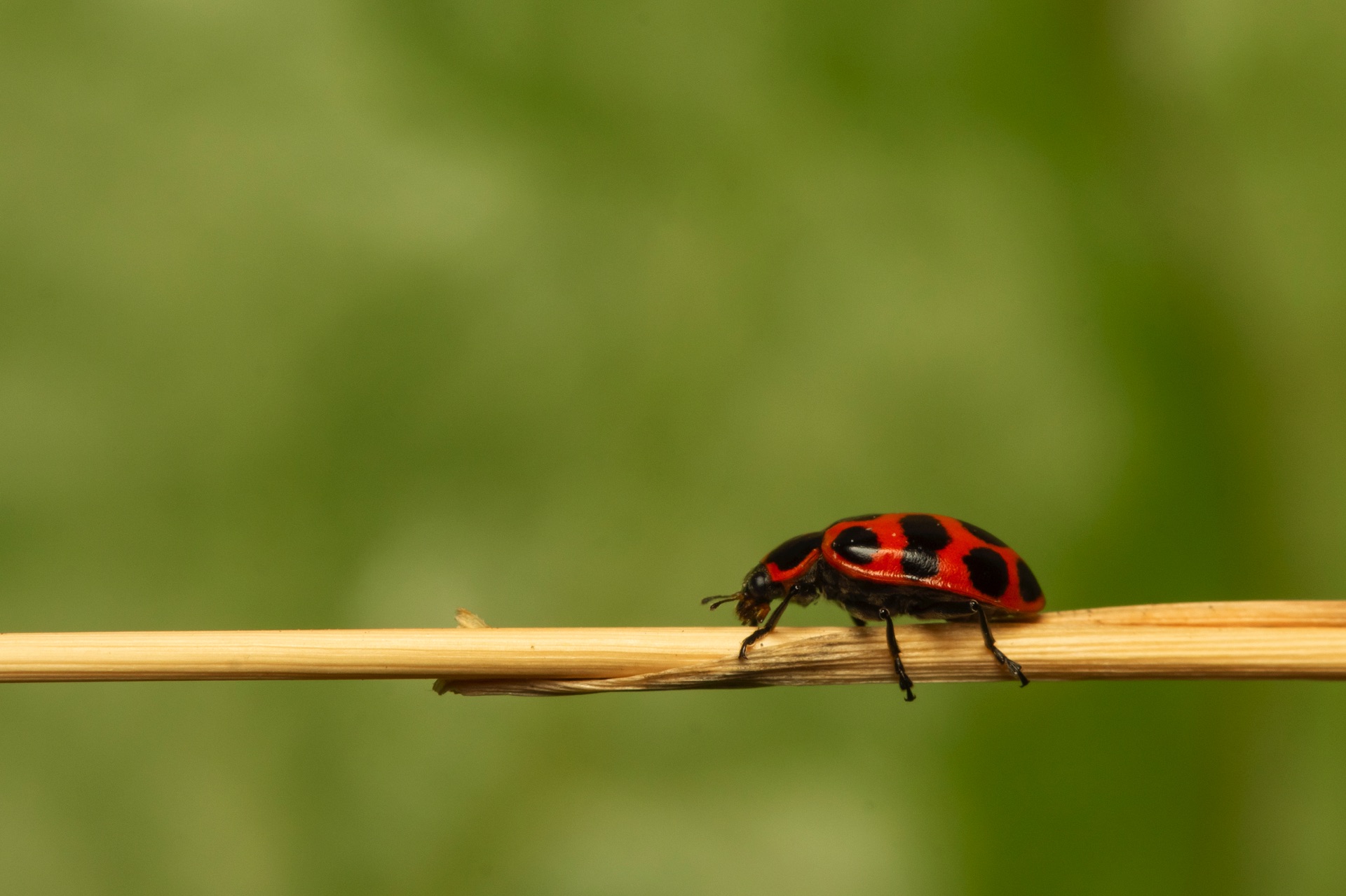 Twelve Spotted Ladybeetle Barbados